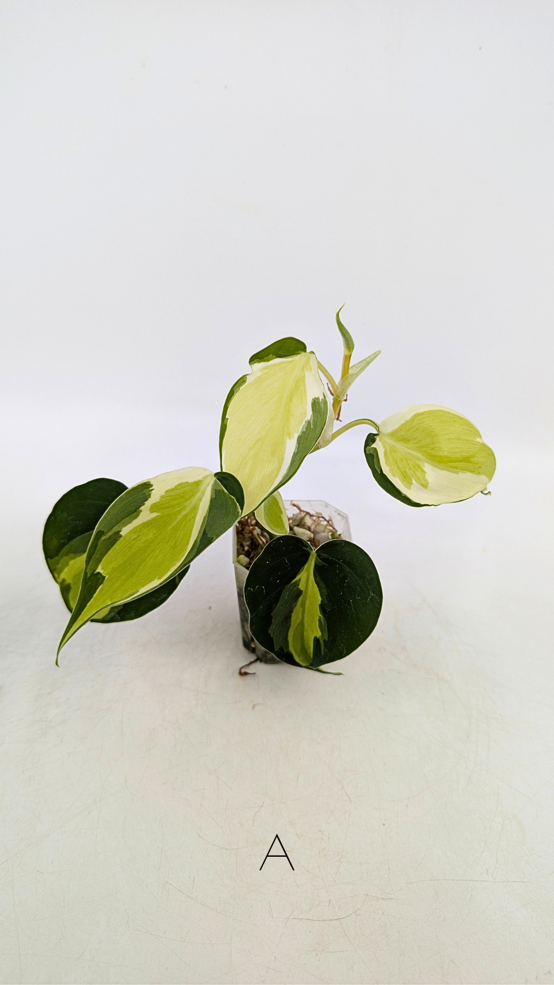 Rare indoor plant Philodendron Cream Splash available at rare plant shop The Leaf Gallery in Perth, Western Australia