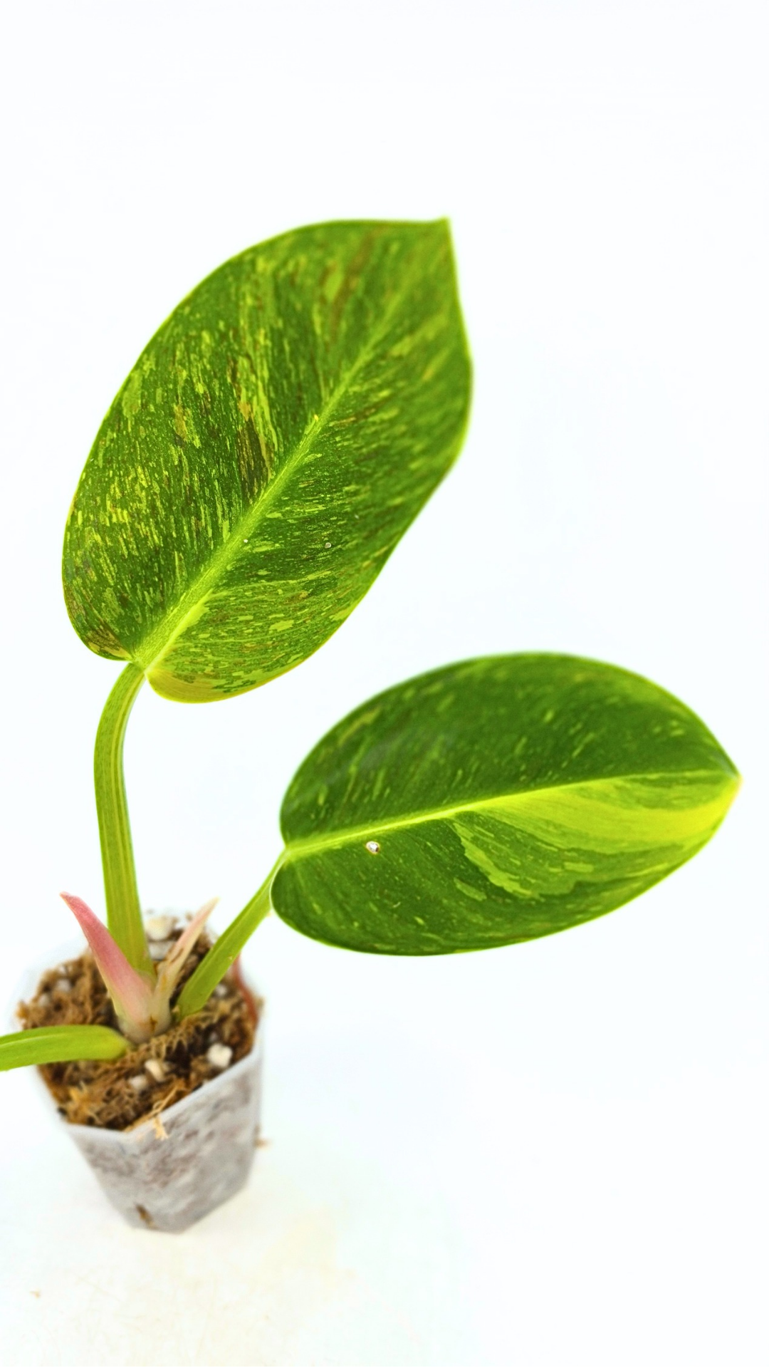 Uncommon Philodendron Green Congo Hybrid Varigated also known as Philodendron Green Congo Nuclear available for sale at rare plant shop The Leaf Gallery in Perth, Western Australia