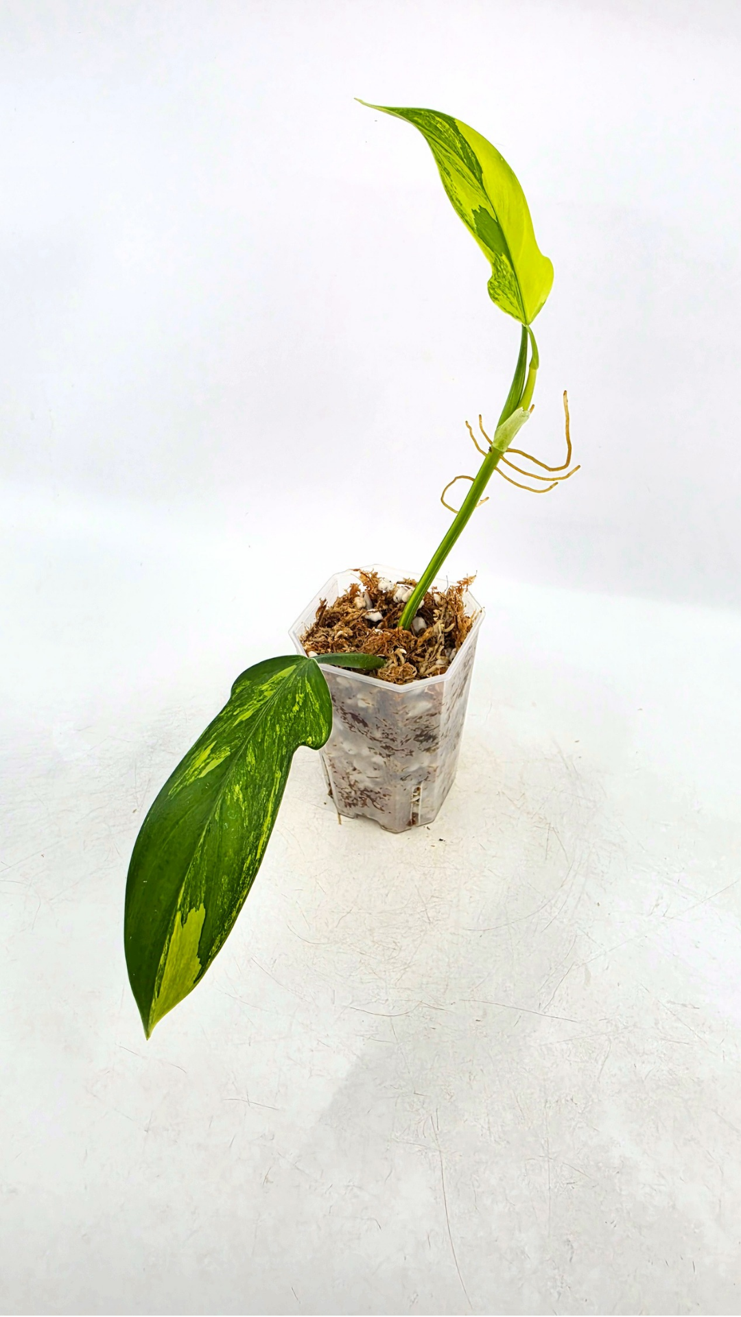 Super Rare indoor plant Philodendron Panduriforme variegated available for sale at rare house plant shop The Leaf Gallery in Perth, Western Australia.