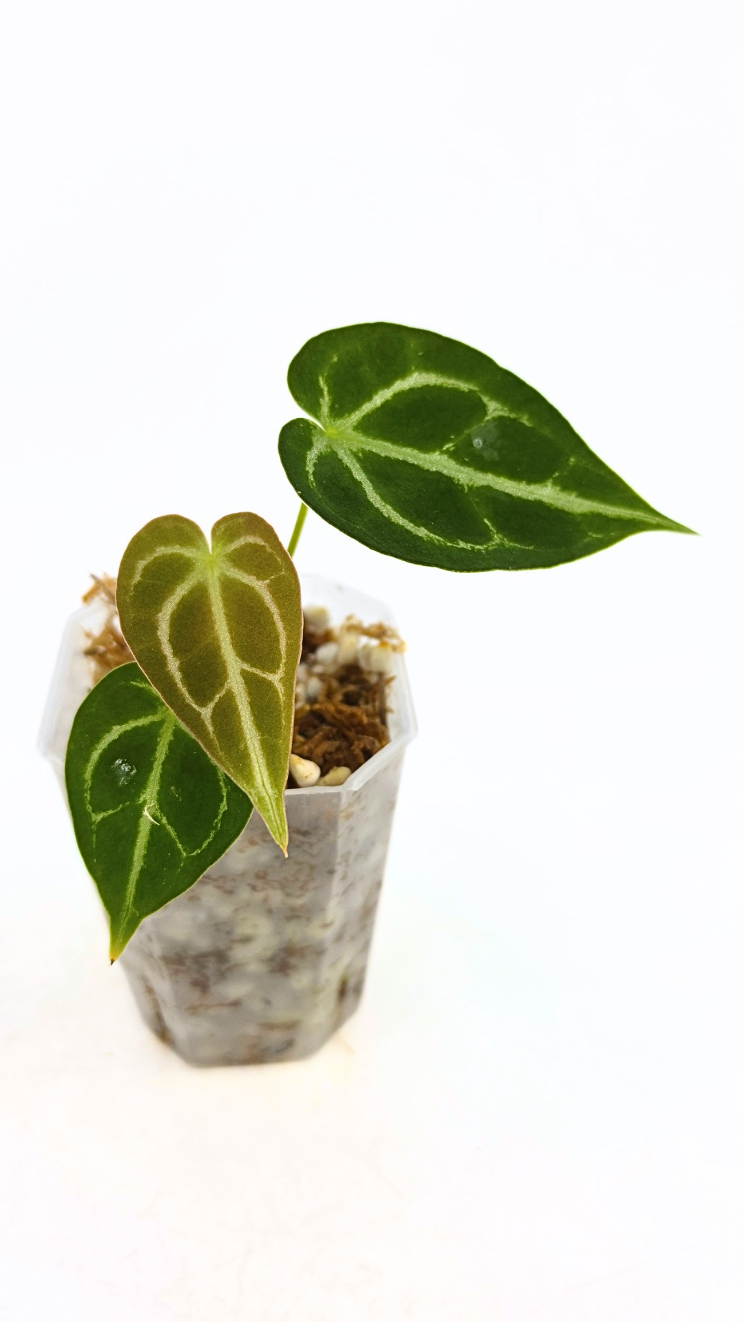 Rare anthurium hybrid Dark Forgetii cross with Anthurium Silver blush available for sale at rare plant shop The Leaf Gallery in Perth, Western Australia