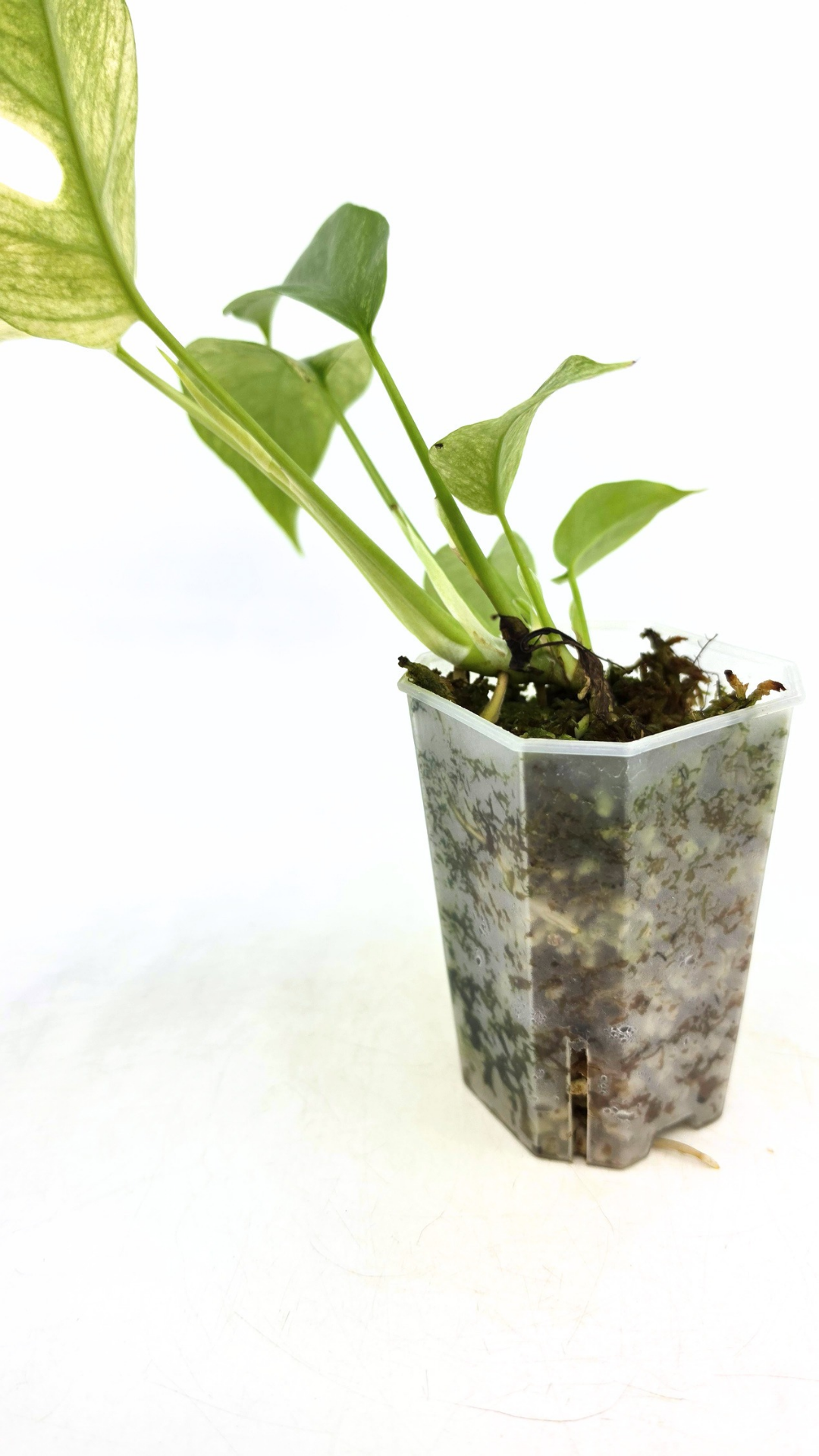 Rare indoor plant Raphidophora Tetrasperma Mint Varigated for sale by rare plant shop The Leaf Gallery in Perth, Western Australia