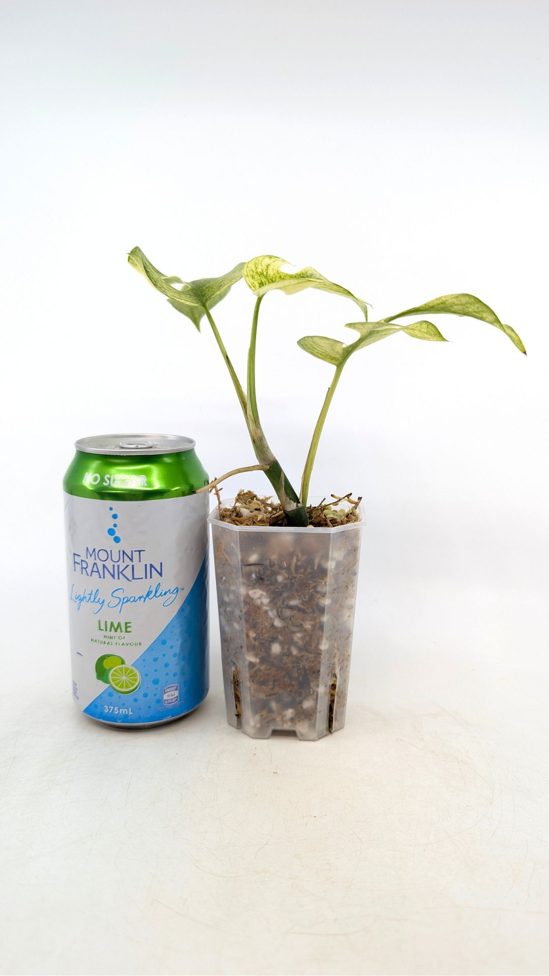 Rare indoor plant Raphidophora Tetrasperma Mint Varigated for sale by rare plant shop The Leaf Gallery in Perth, Western Australia