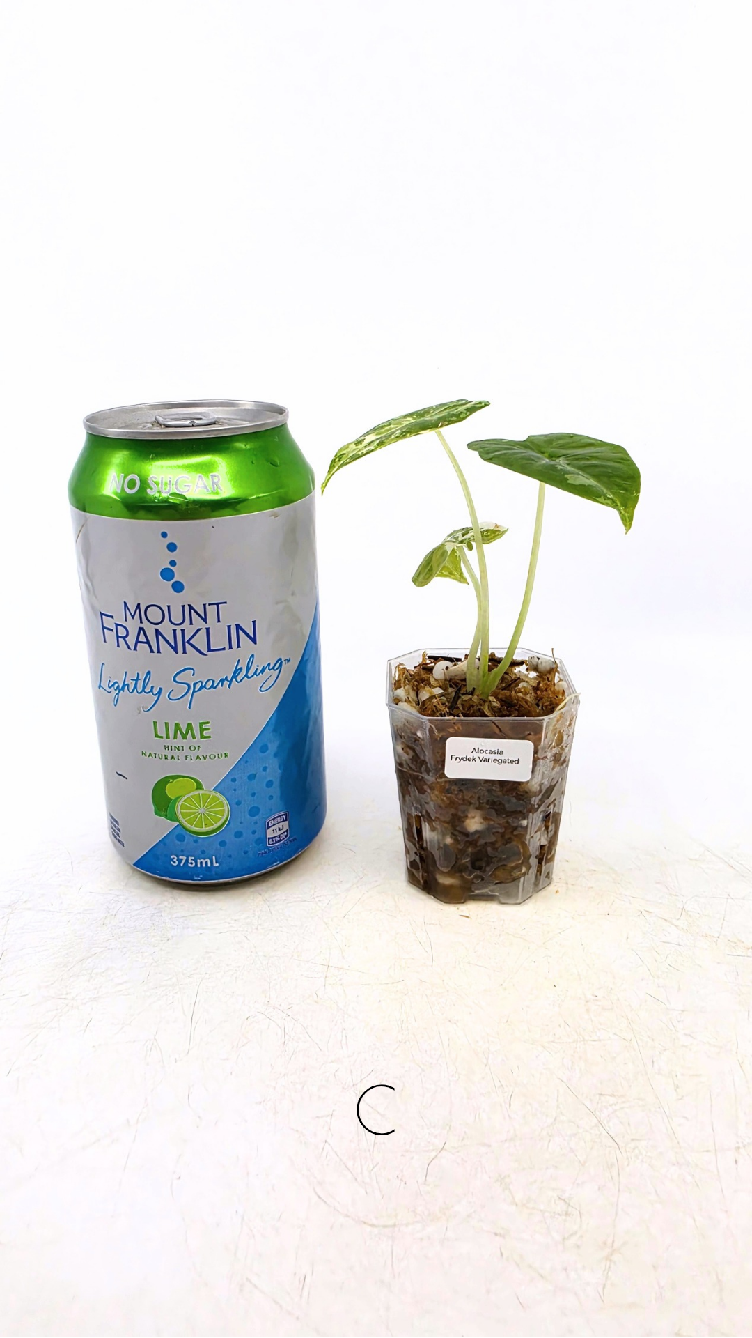 Rare indoor plant Alocasia Frydek Variegated available for sale at rare house plant shop The Leaf Gallery in Perth, Western Australia