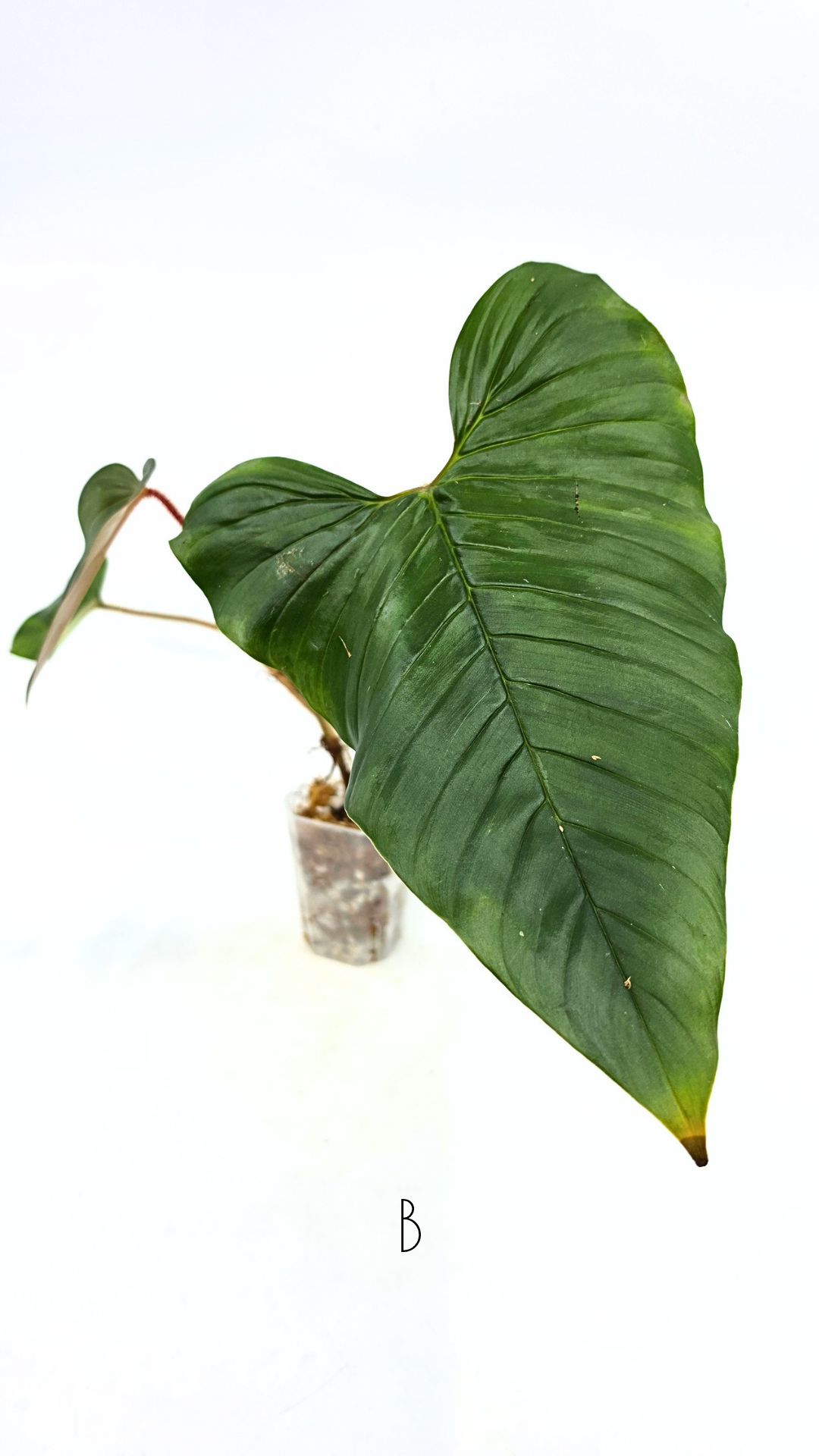 Rare indoor plant Philodendron Red Serpens available for sale at rare plant shop The Leaf Gallery in Perth, Western Australia
