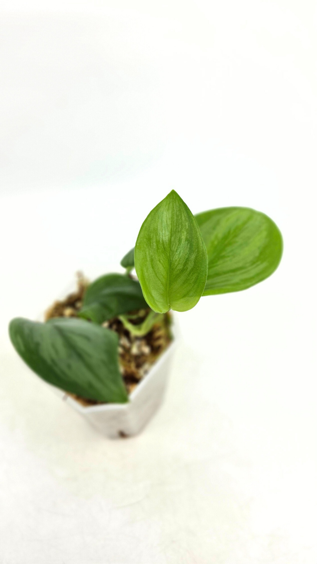 Rare indoor plant Scindapsus Treubii Moonlight available for sale at rare house plant shop The Leaf Gallery in Perth, Western Australia