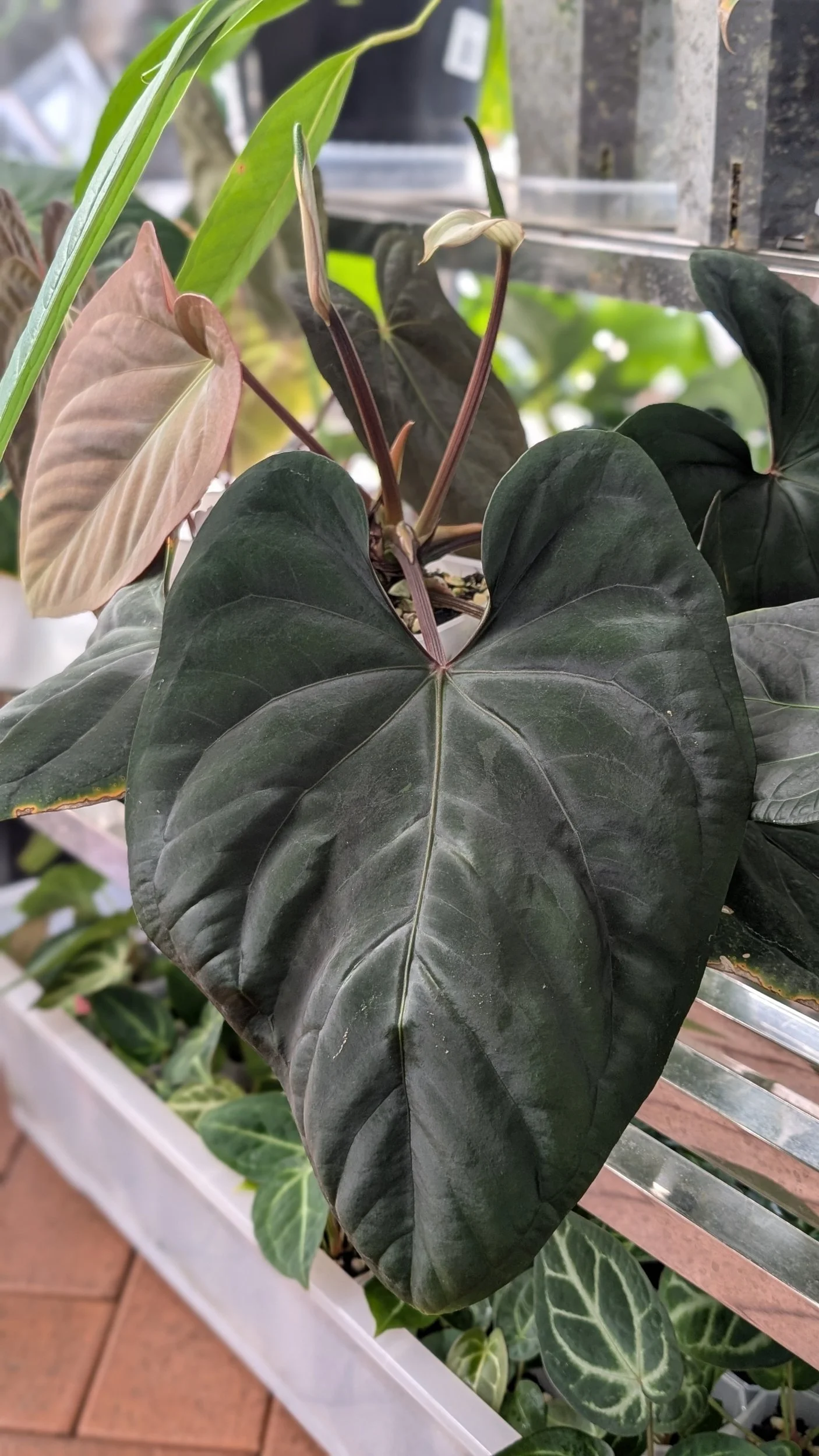 Pure Anthurium Dressleri seeds