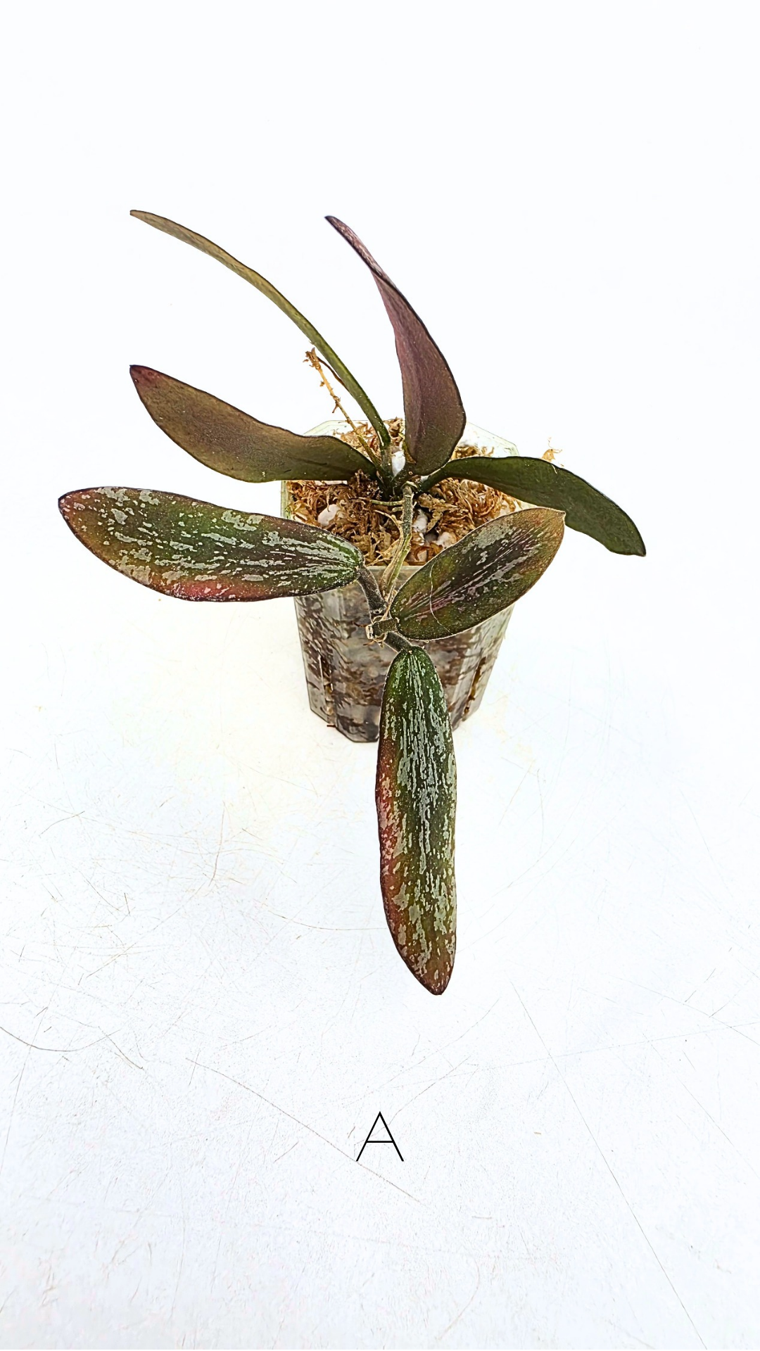 Rare indoor wax plant Hoya Sigillatis propagated by The Leaf Gallery in Perth, Western Australia