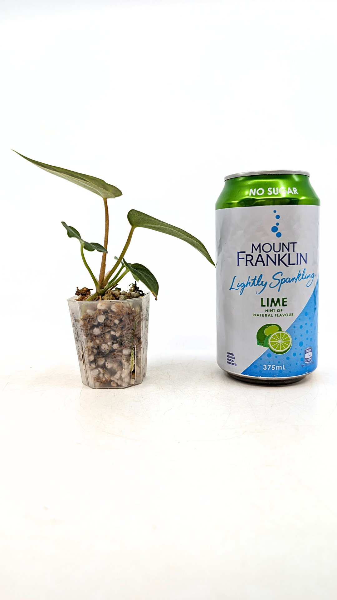 Rare indoor plant pure Anthurium Regale seedlings available for sale at rare house plant shop The Leaf Gallery in Perth, Western Australia