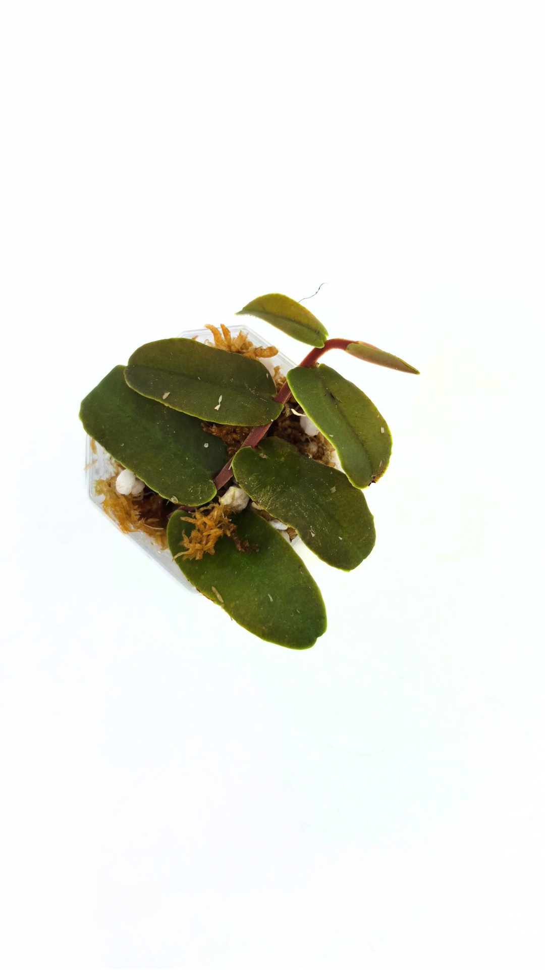 Rare shinggling terrarium plant Marcgravia Sintenisii or Rainbow Marcgravia availabe for sale at rare plant shop The Leaf Gallery in Perth, Western Australia