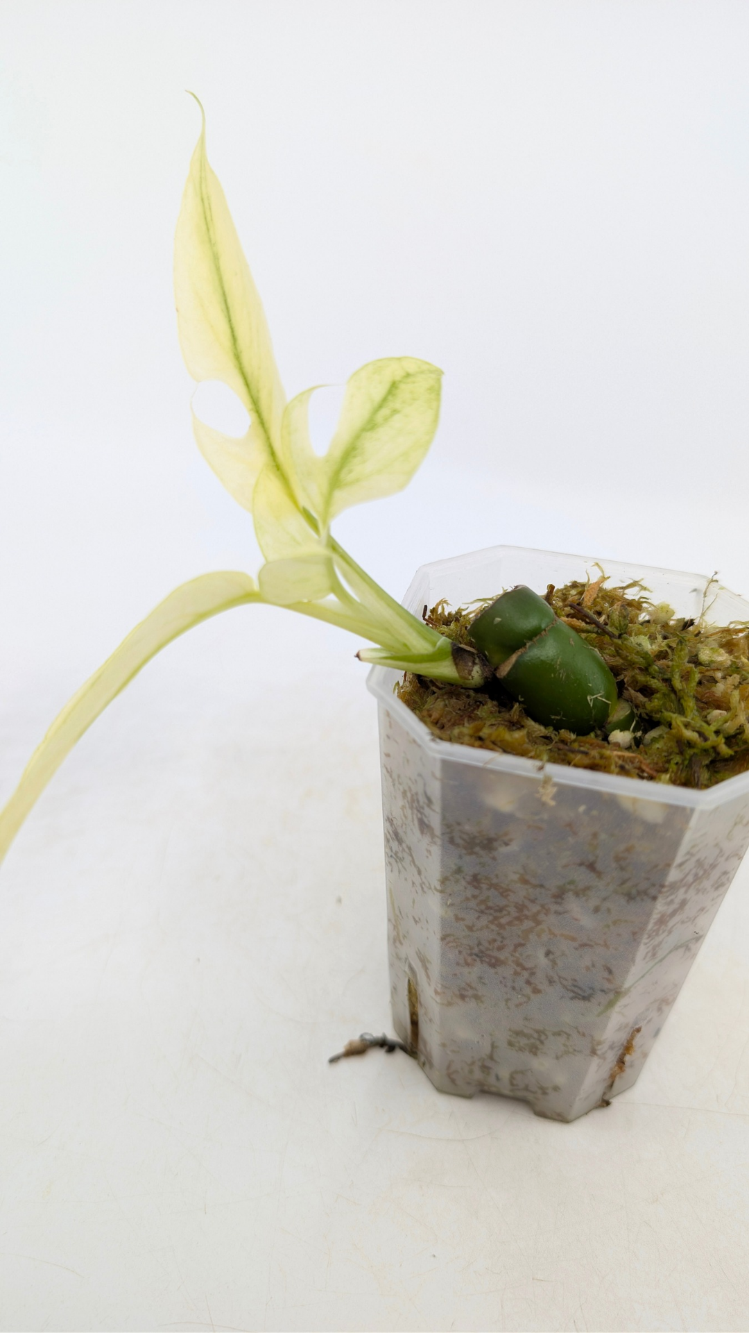 Rare indoor plant Raphidophora Tetrasperma Mint Varigated for sale by rare plant shop The Leaf Gallery in Perth, Western Australia