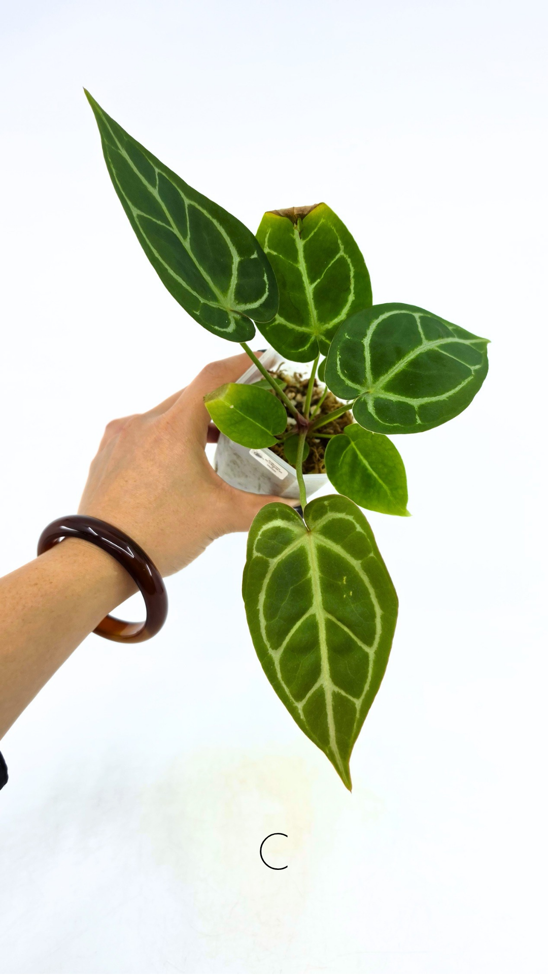 Rare anthurium hybrid Anthurium Dark Forgetii x Bessae Aff X Anthurium Michelle by The Leaf Gallery in Perth, Western Australia