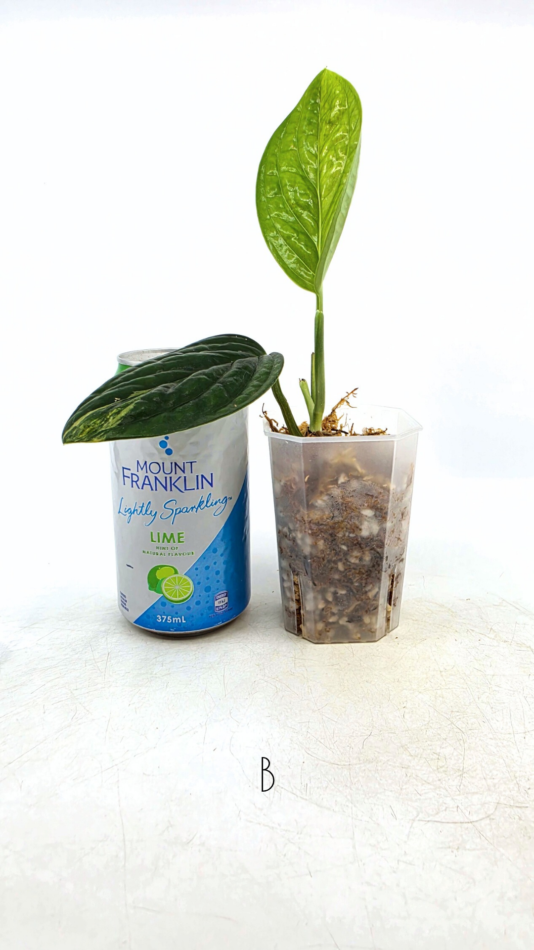 Rare indoor plant Monstera Peru Karstenianum Varigated at rare plant shop The Leaf Gallery in Perth, Western Australia