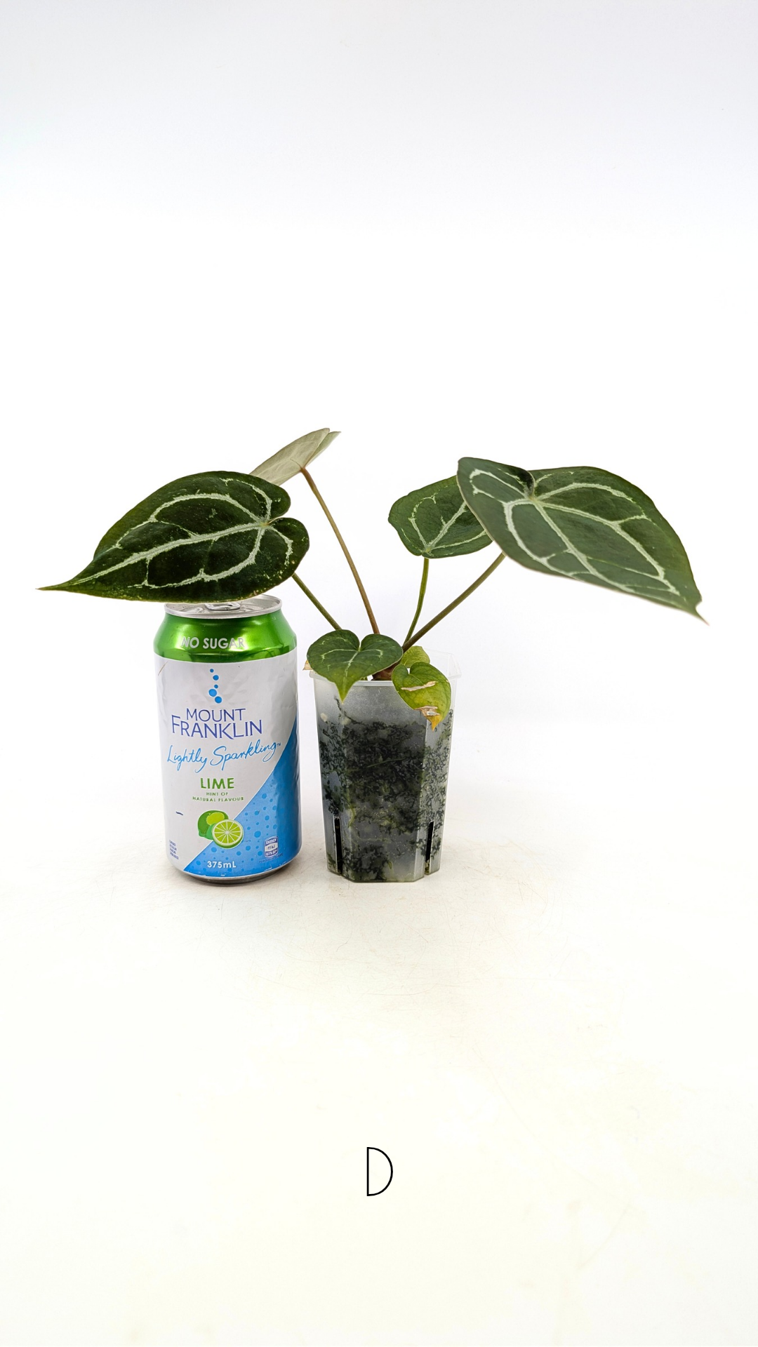 Rare anthurium hybrid Anthurium Dark Forgetii x Bessae Aff X Anthurium Michelle by The Leaf Gallery in Perth, Western Australia