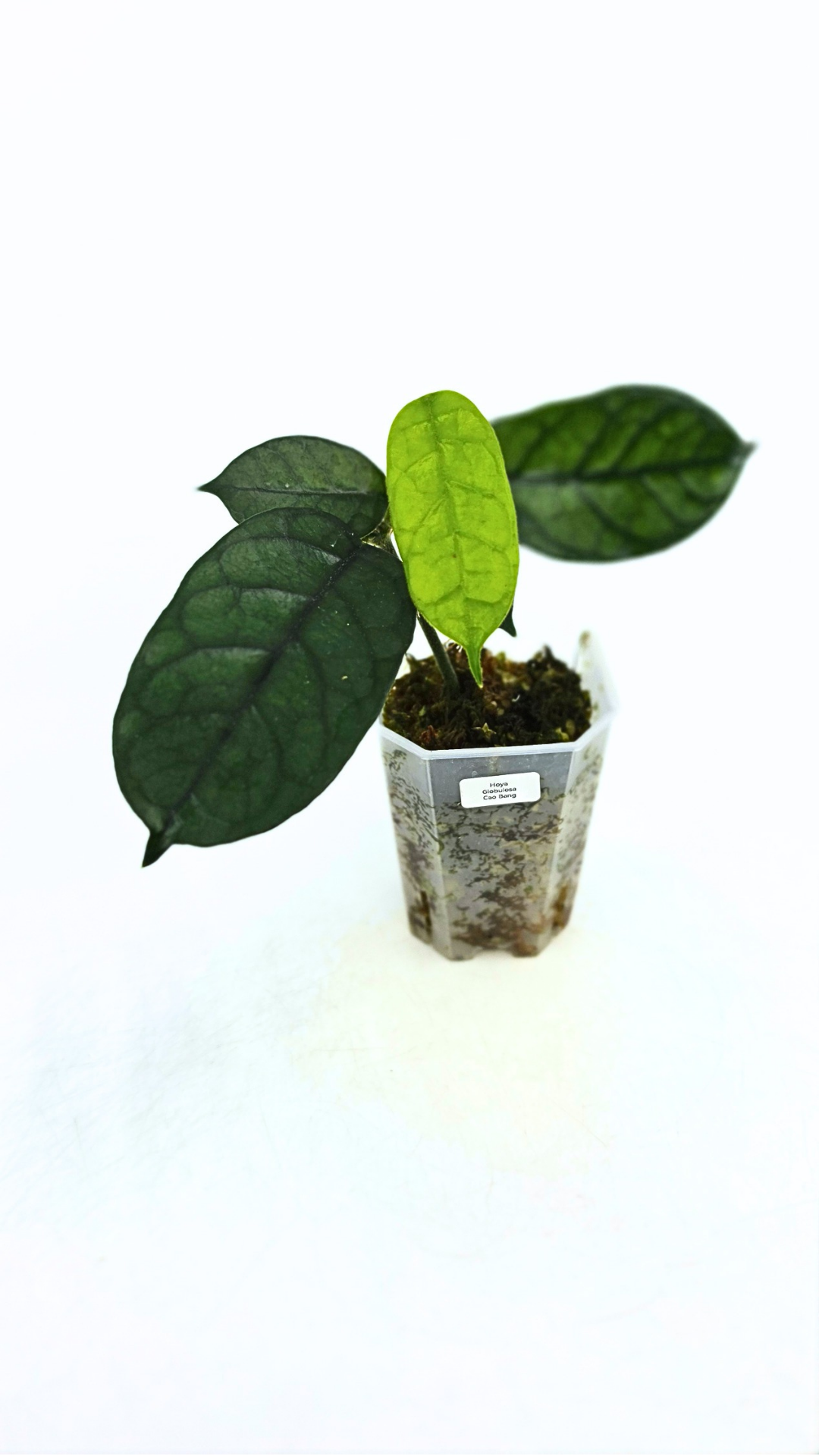 Rare waxplant Hoya Globulosa Cao Bang available for sale at rare plant shop The Leaf Gallery in Perth, Western Australia