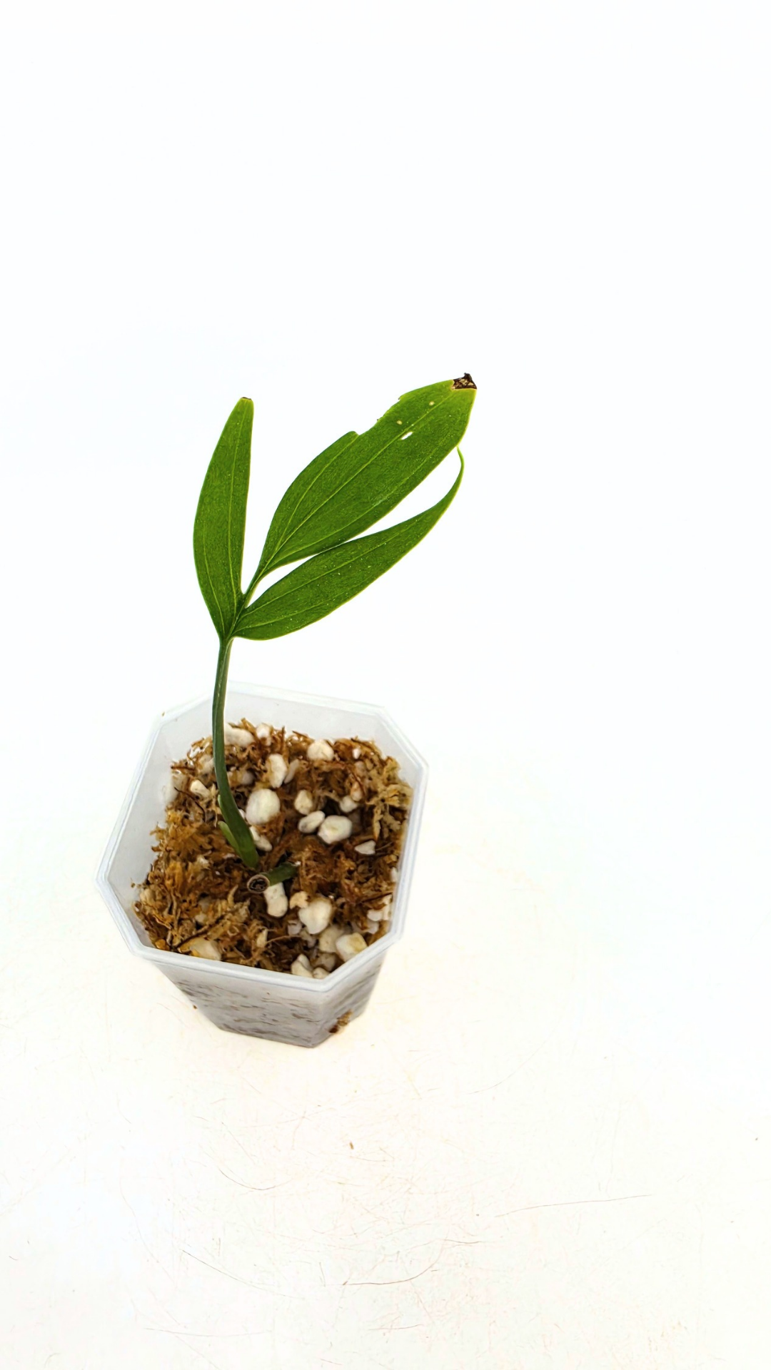 Rare indoor plant Monstera Subpinata available for sale at rare house plant shop The Leaf Gallery in Perth, Western Australia.