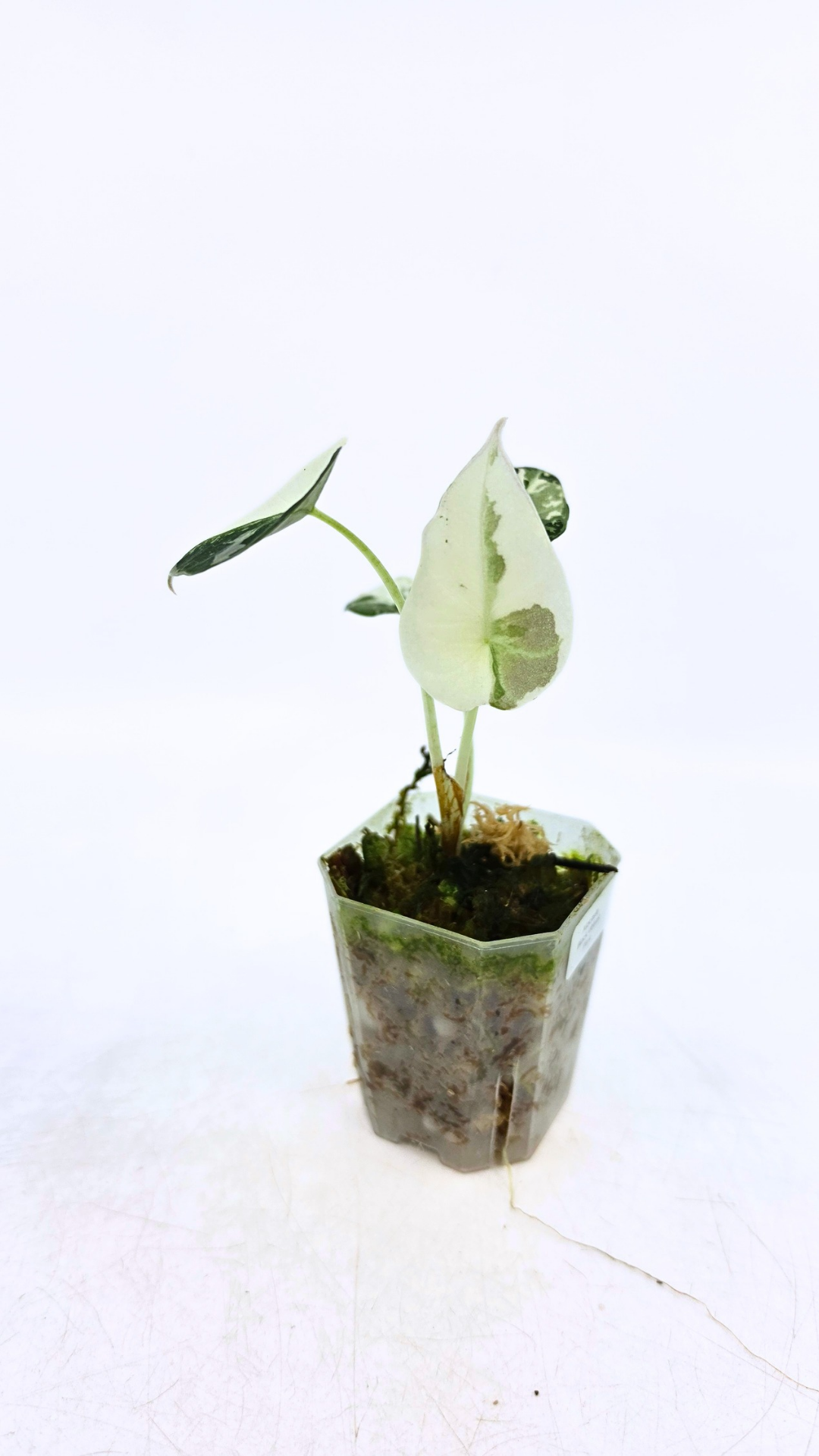 Rare indoor plant Alocasia Black Velvet Pink Variegated available for sale from rare house plant shop The Leaf Gallery in Perth, Western Australia