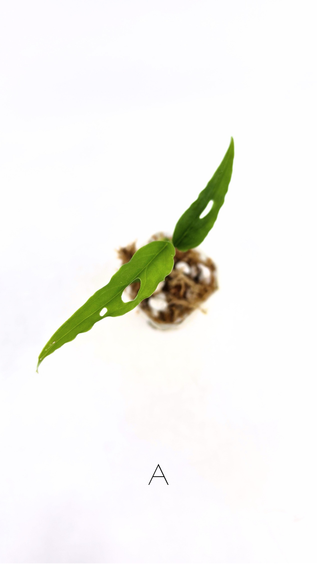 Rare indoor plant Monstera Obliqua Peru available for sale at rare house plant shop The Leaf Gallery in Perth, Western Australia