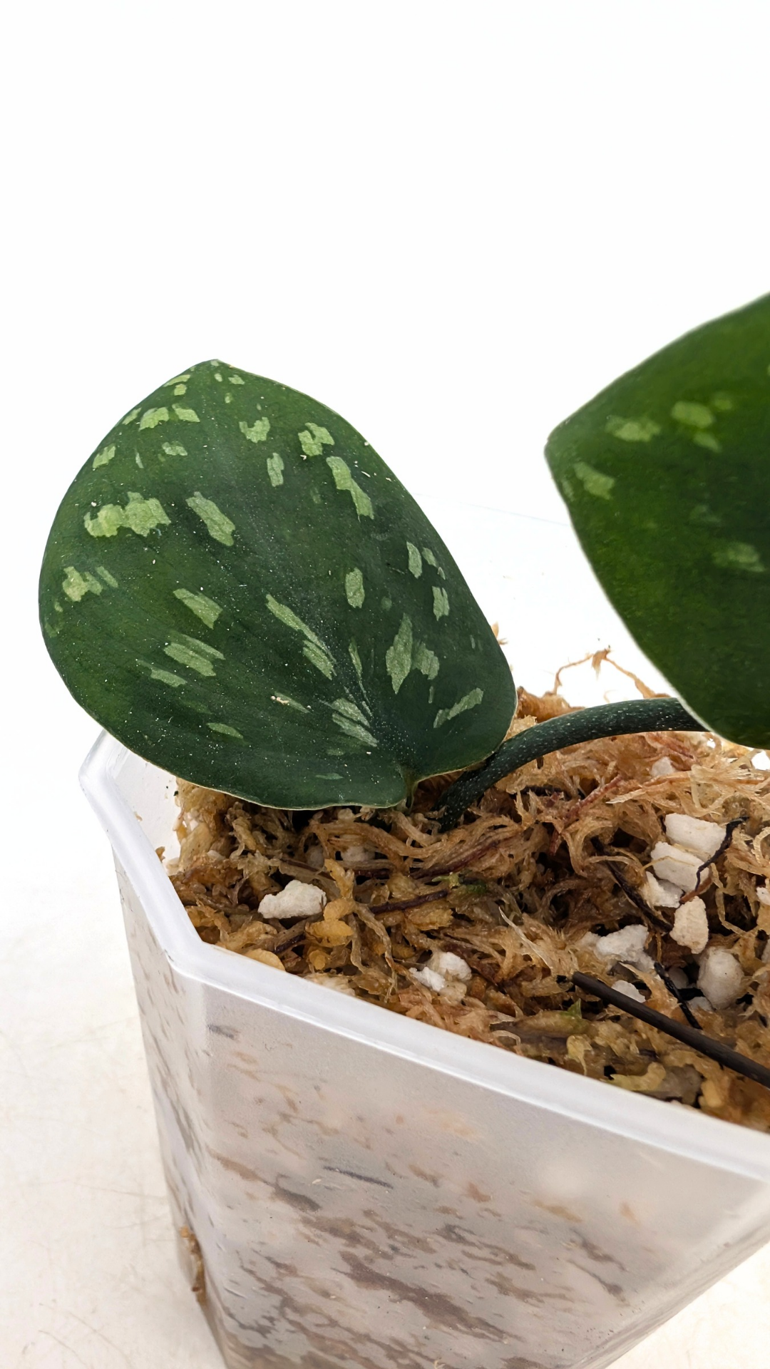 Rare indoor plant Scindapsus Pictus Haask Snake Scale Available for sale at rare plant shop The Leaf Gallery in Perth, Western Australia