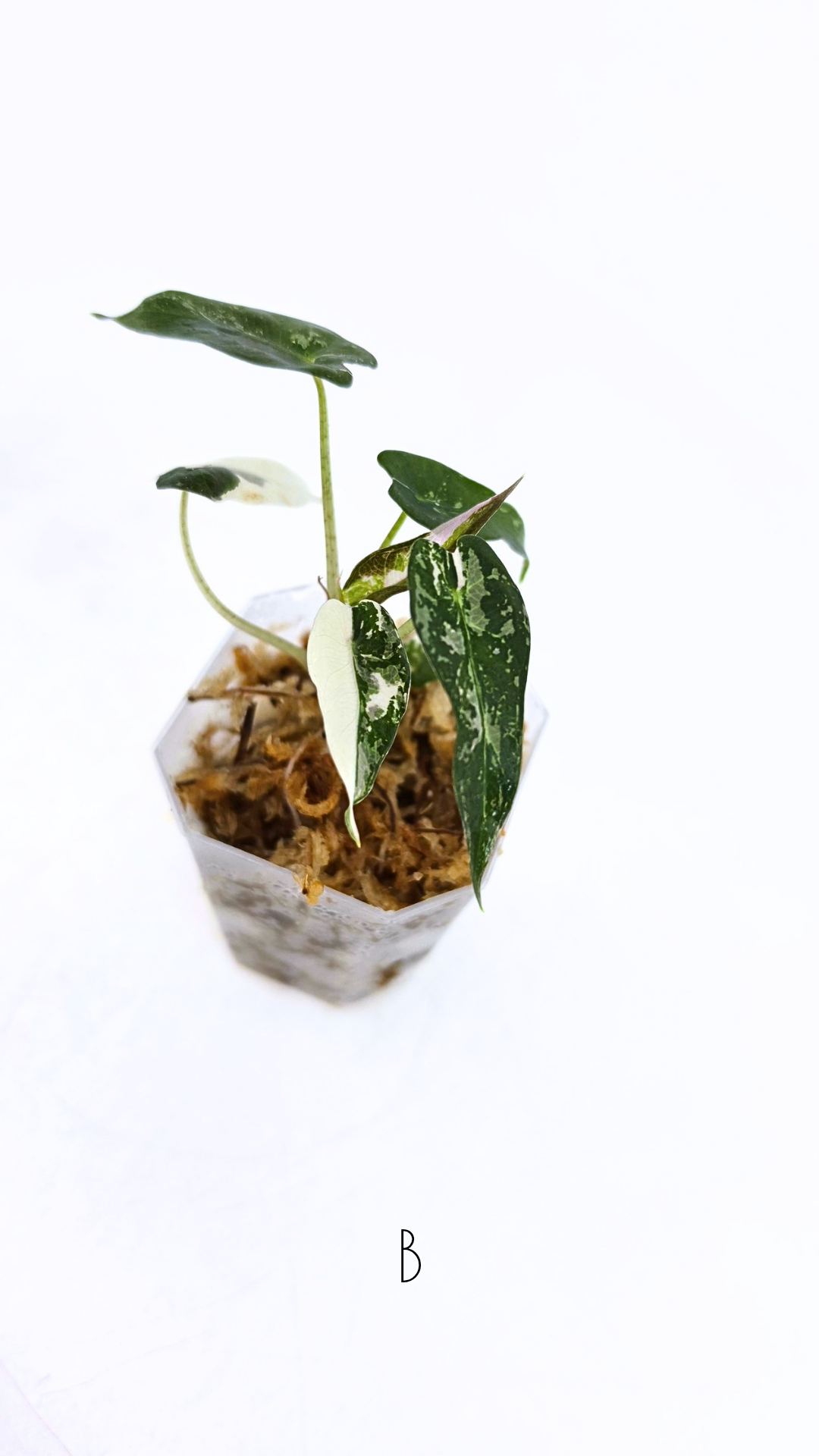 Rare indoor plant Alocasia Amazonica Bambino Pink TC plantlets available for sale at rare houseplant shop The Leaf Gallery in Perth, Western Australia