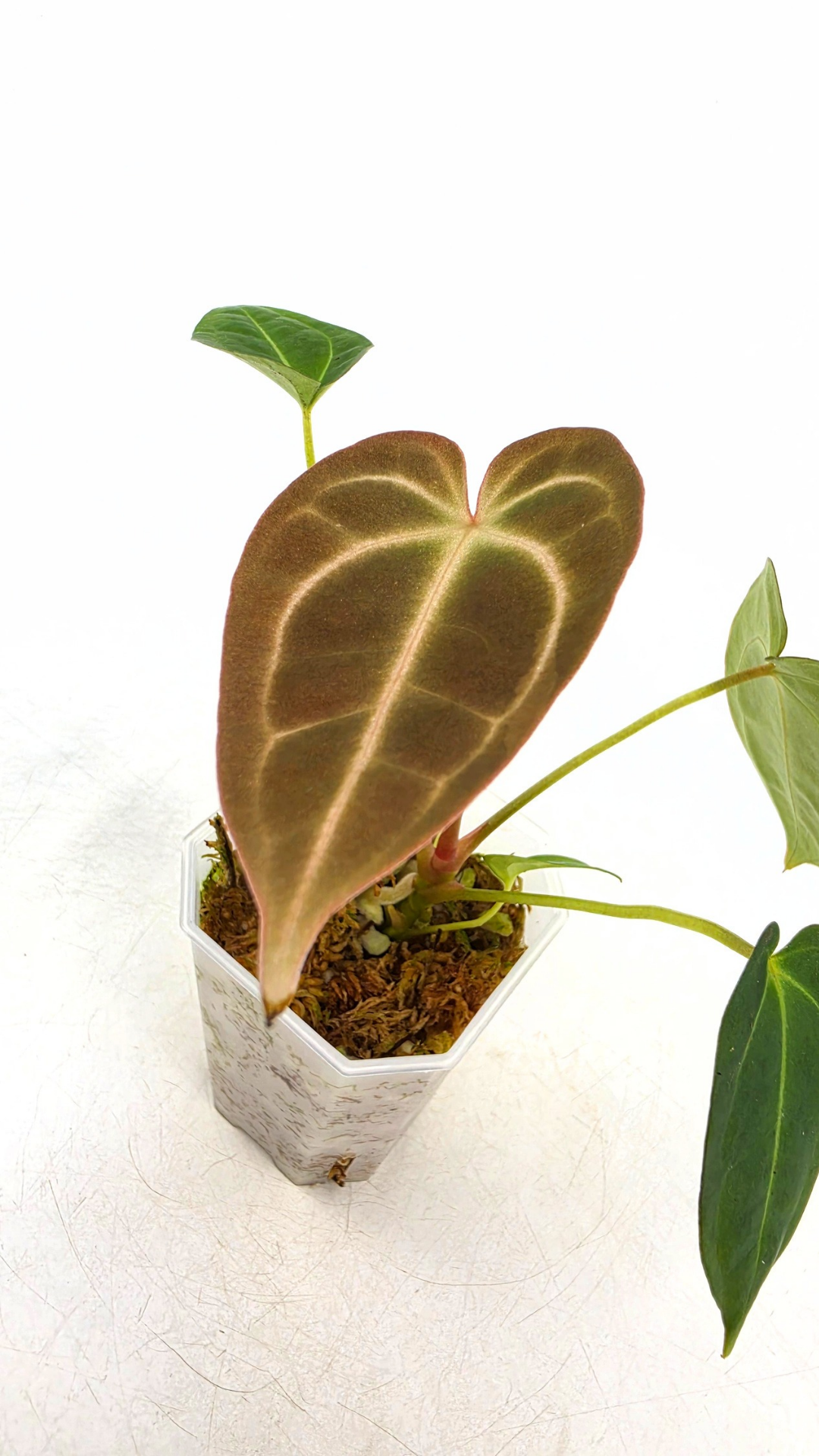 Rare anthurium hybrid Dark Forgetii x Bessae Aff available from rare plant shop The Leaf Gallery in Perth, Western Australia