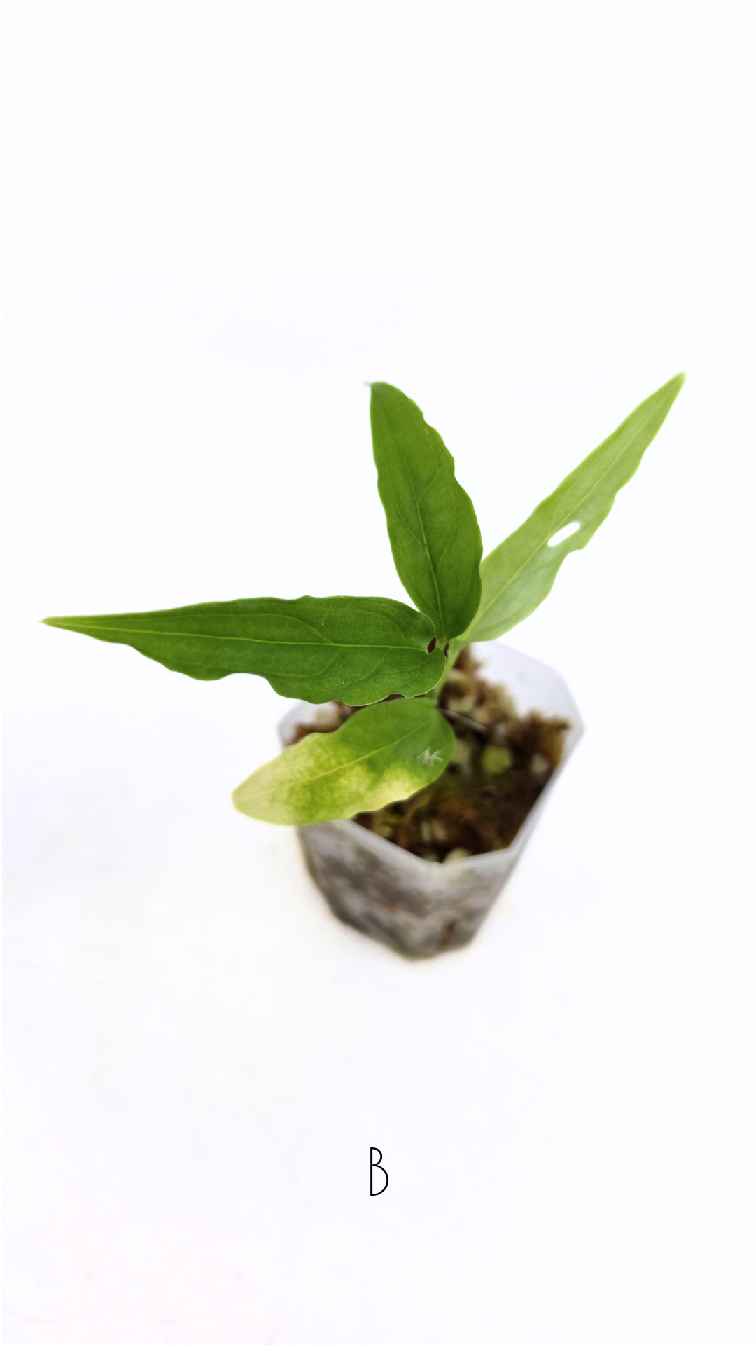 Rare indoor plant Monstera Obliqua Peru available for sale at rare house plant shop The Leaf Gallery in Perth, Western Australia