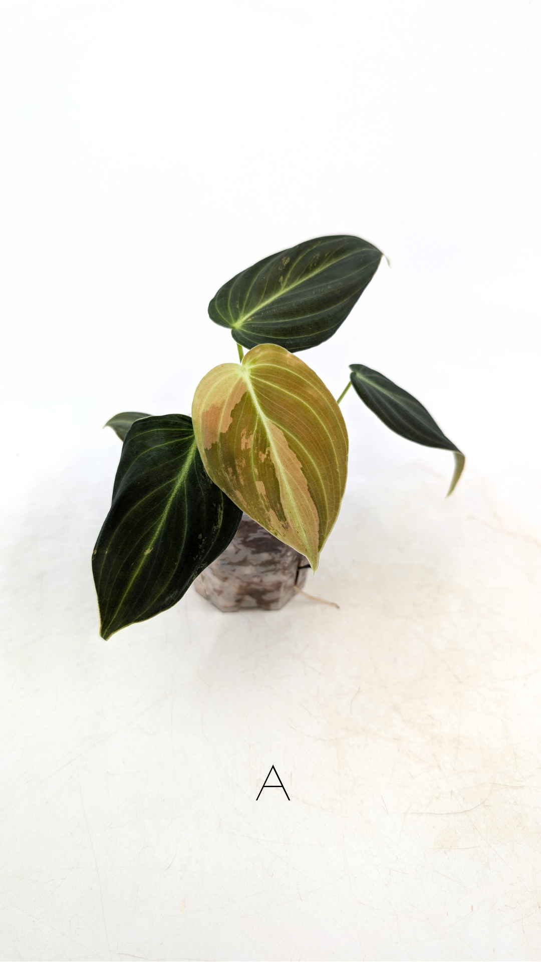 Rare plant Philodendron Melanochrysum Varigated available for sale at rare plant shop The Leaf Gallery in Perth, Western Australia