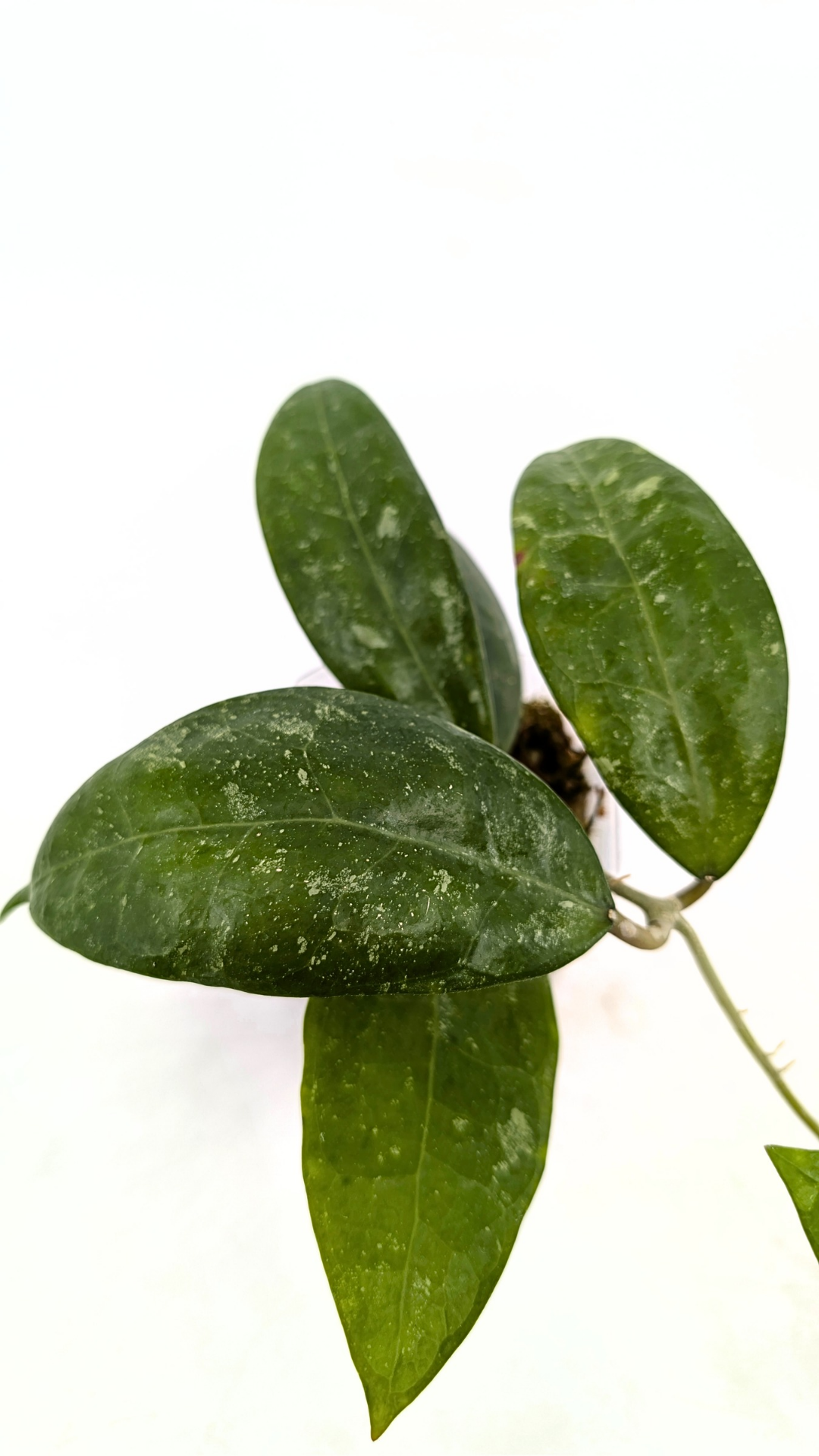 Rare waxplant Hoya RHM 14-01 available for sale at rare indoor plant shop The Leaf Gallery in Perth, Western Australia
