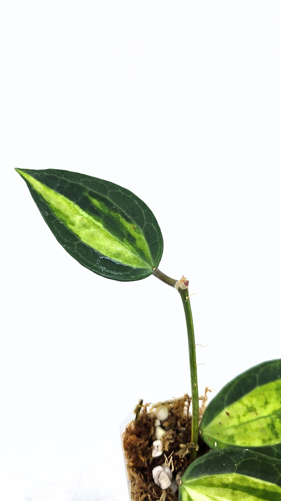 Rare waxplant Hoya Macrophylla Pot of Gold available for sale at rare indoor plant shop The Leaf Gallery in Perth, Western Australia