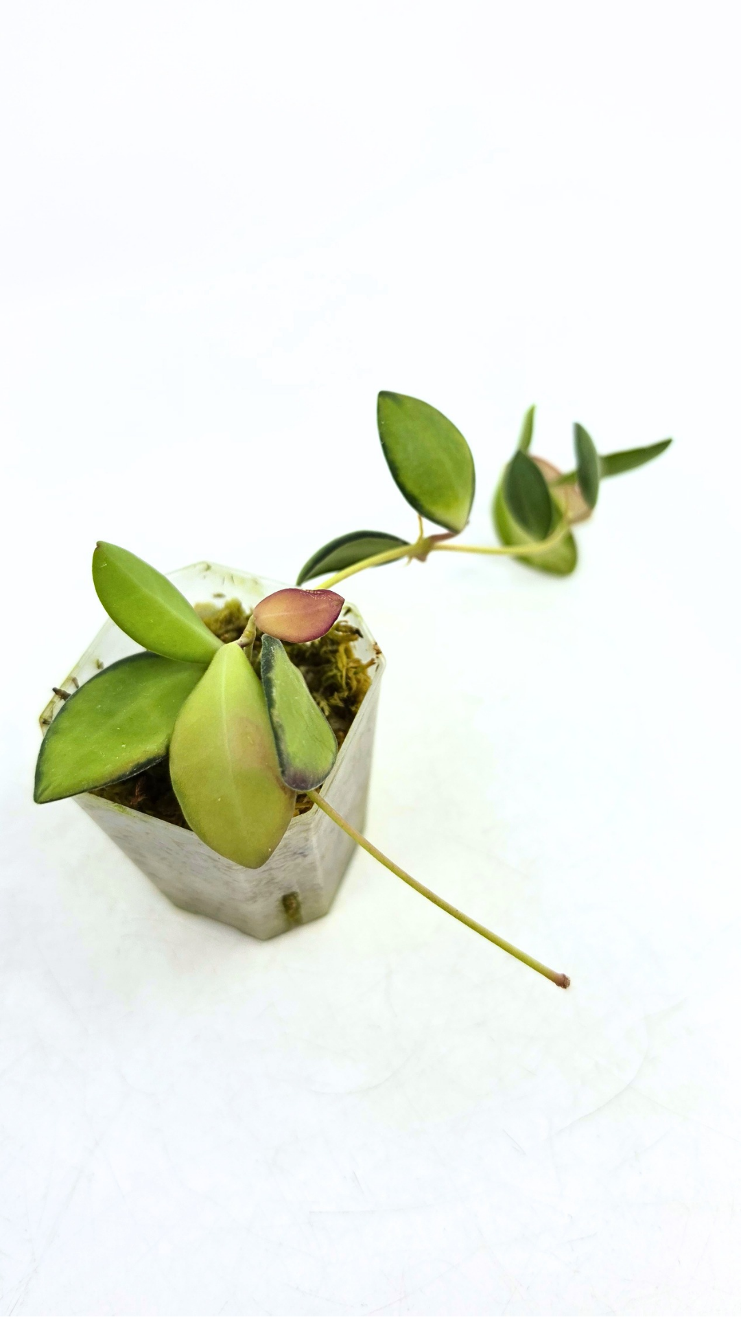 Rare waxplant Hoya DS-70 variegated also known as Hoya Aff Burtoniae Variegated availalbe for sale at rare indoor plant shop The Leaf Gallery in Perth, Western Australia