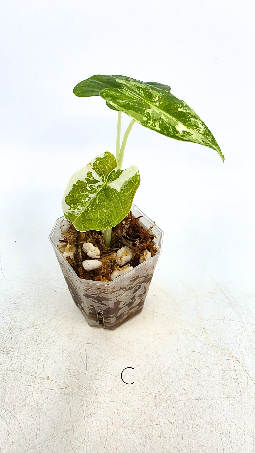 Rare indoor plant Alocasia Frydek Variegated available for sale at rare house plant shop The Leaf Gallery in Perth, Western Australia