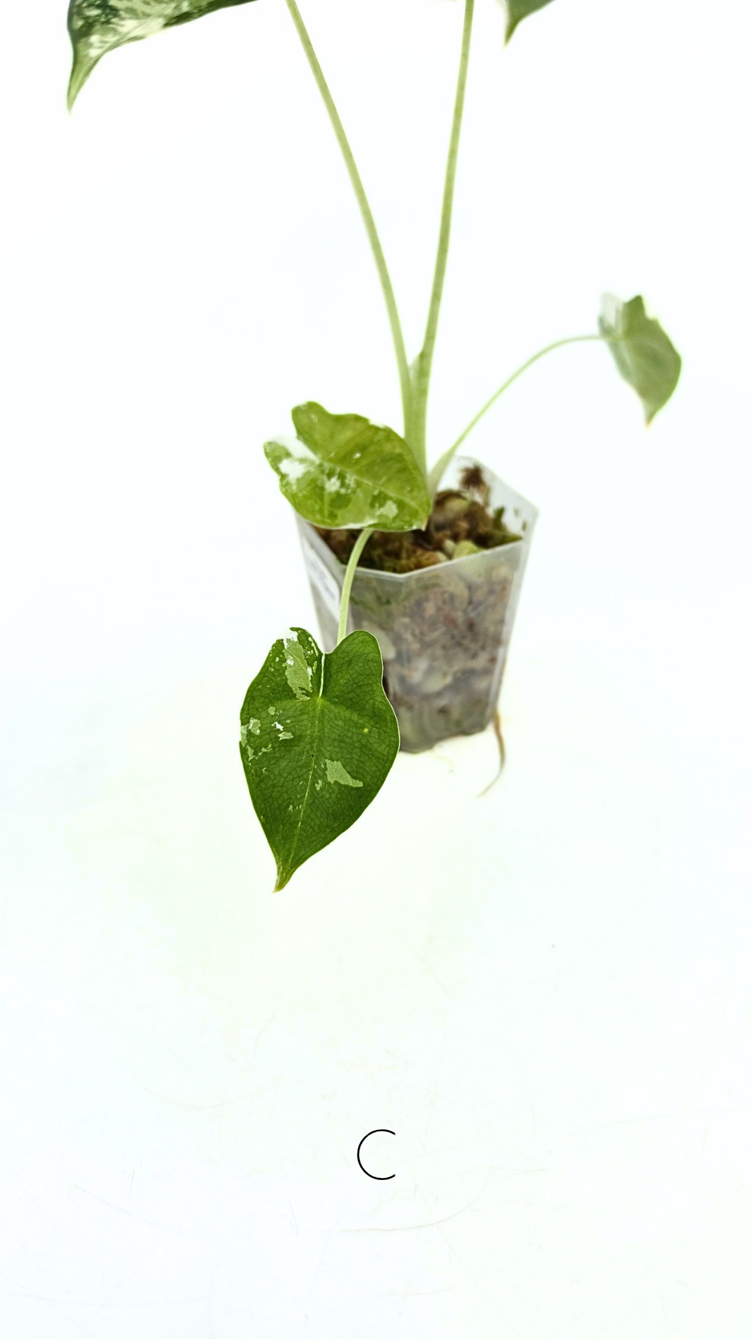 Rare indoor plant Alocasia Frydek Variegated available for sale at rare house plant shop The Leaf Gallery in Perth, Western Australia