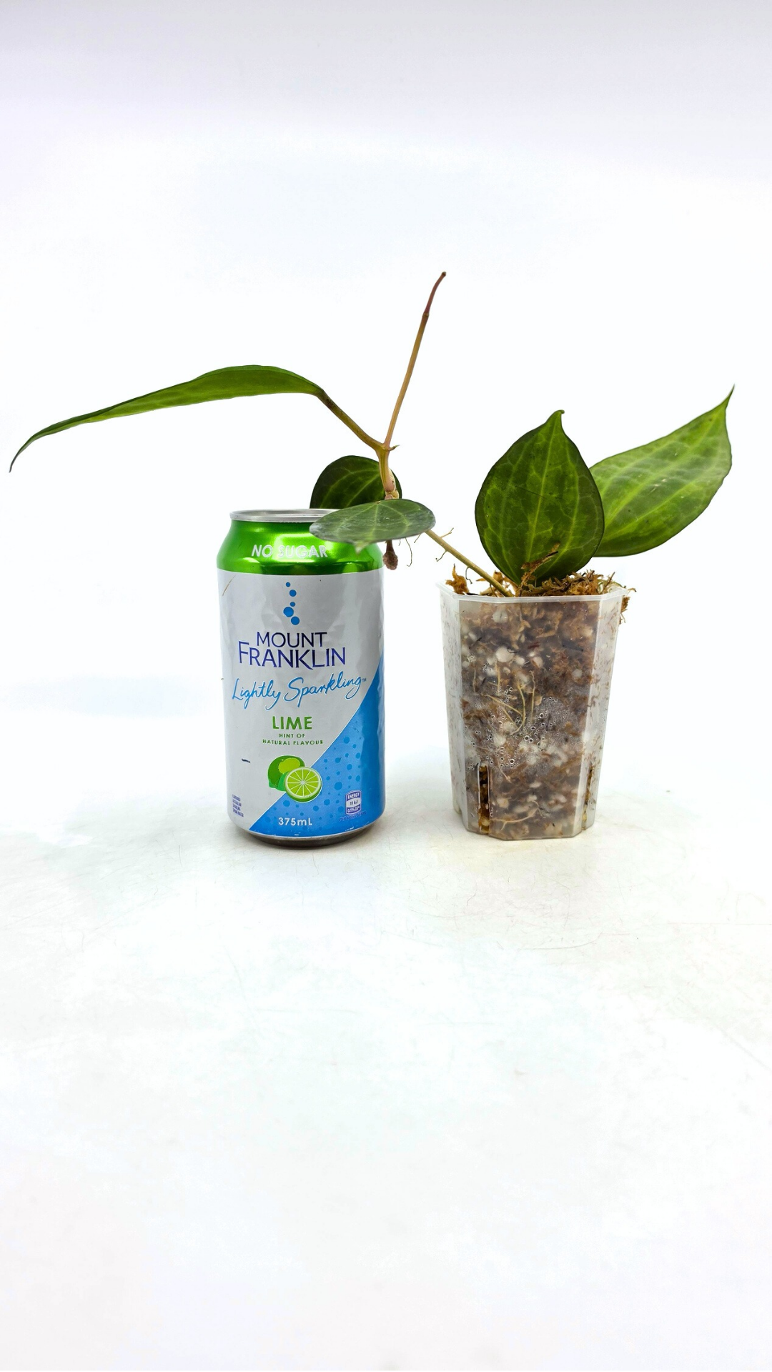 Rare waxplant Hoya Macrophylla Pot of Gold available for sale at rare indoor plant shop The Leaf Gallery in Perth, Western Australia