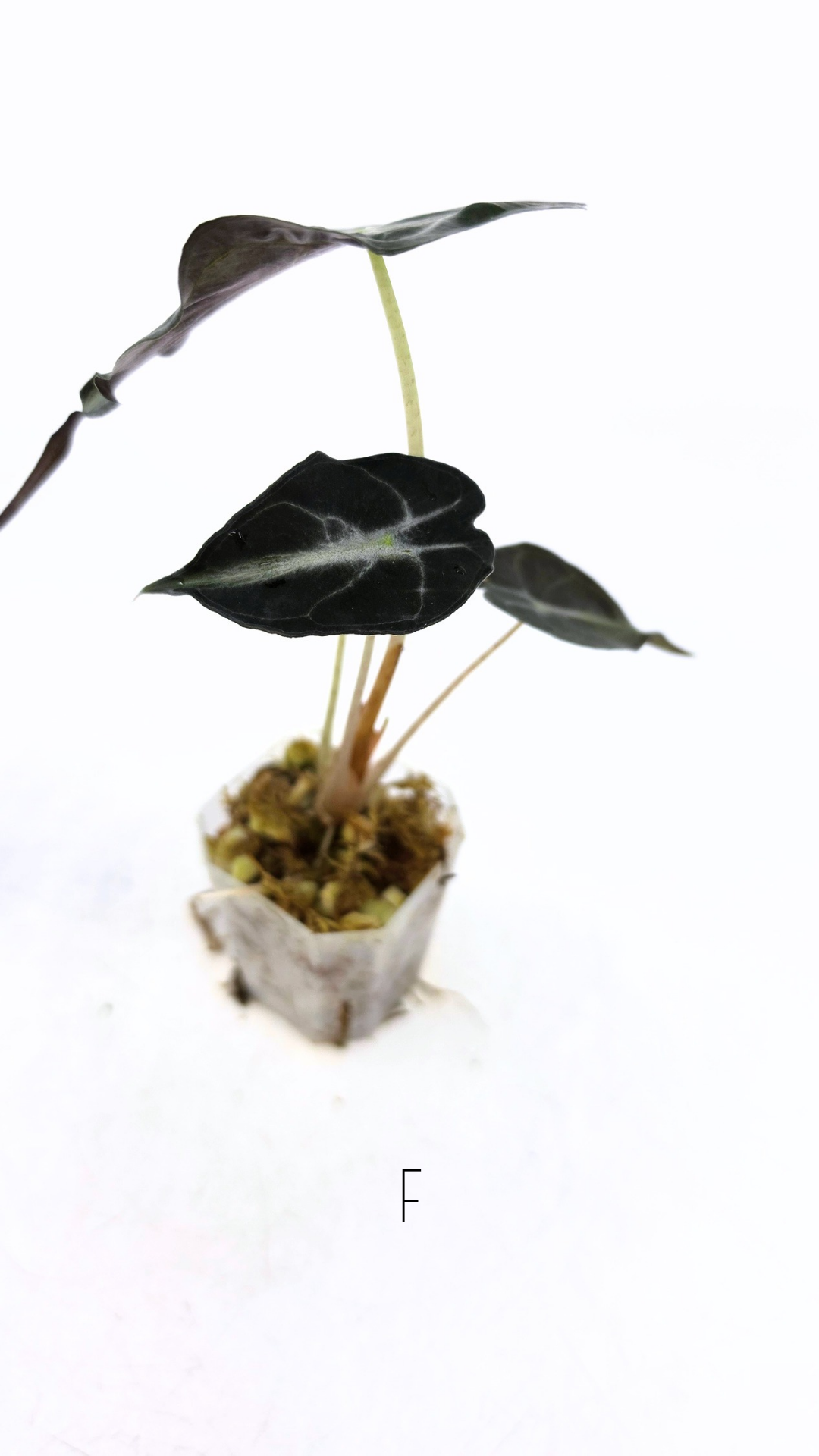 Rare indoor plant Alocasia Venom available for sale at rare house plant shop The Leaf Gallery in Perth, Western Australia