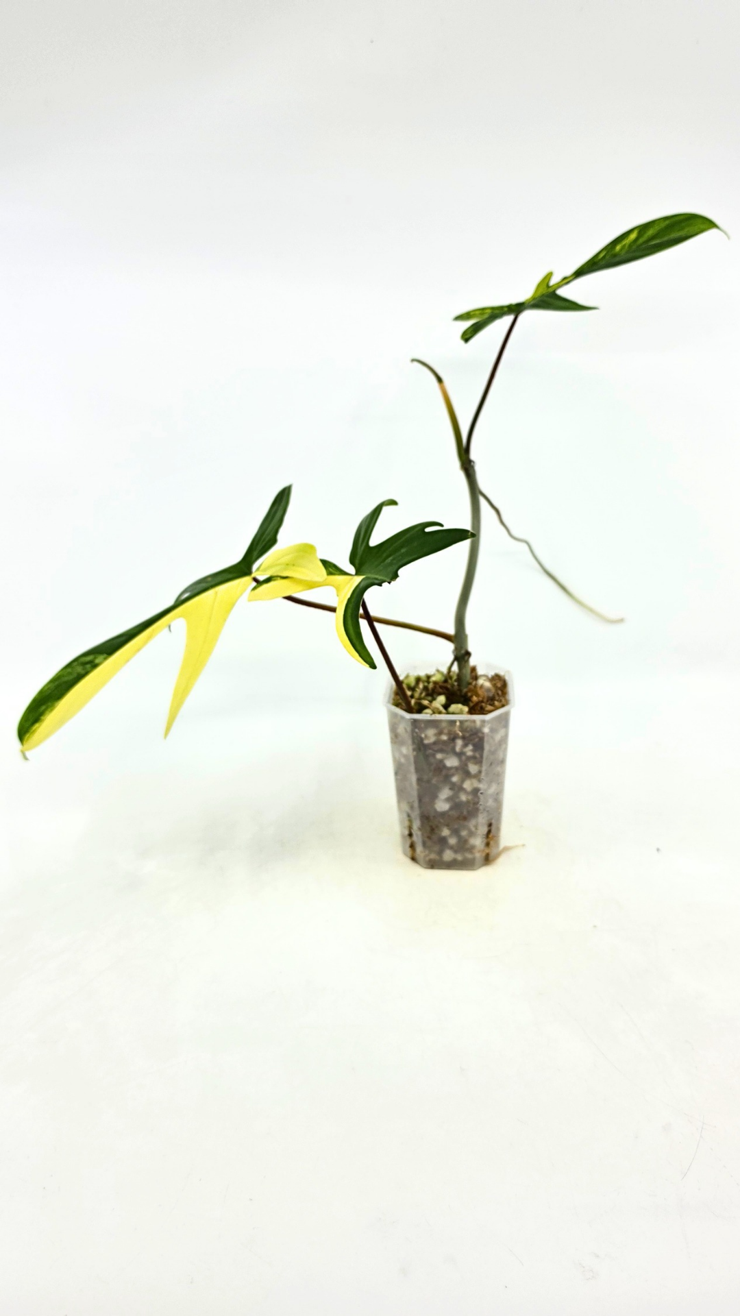 Rare indoor plant Philodendron Florida Beauty Varigated available at rare plant shop The Leaf Gallery in Perth, Western Australia