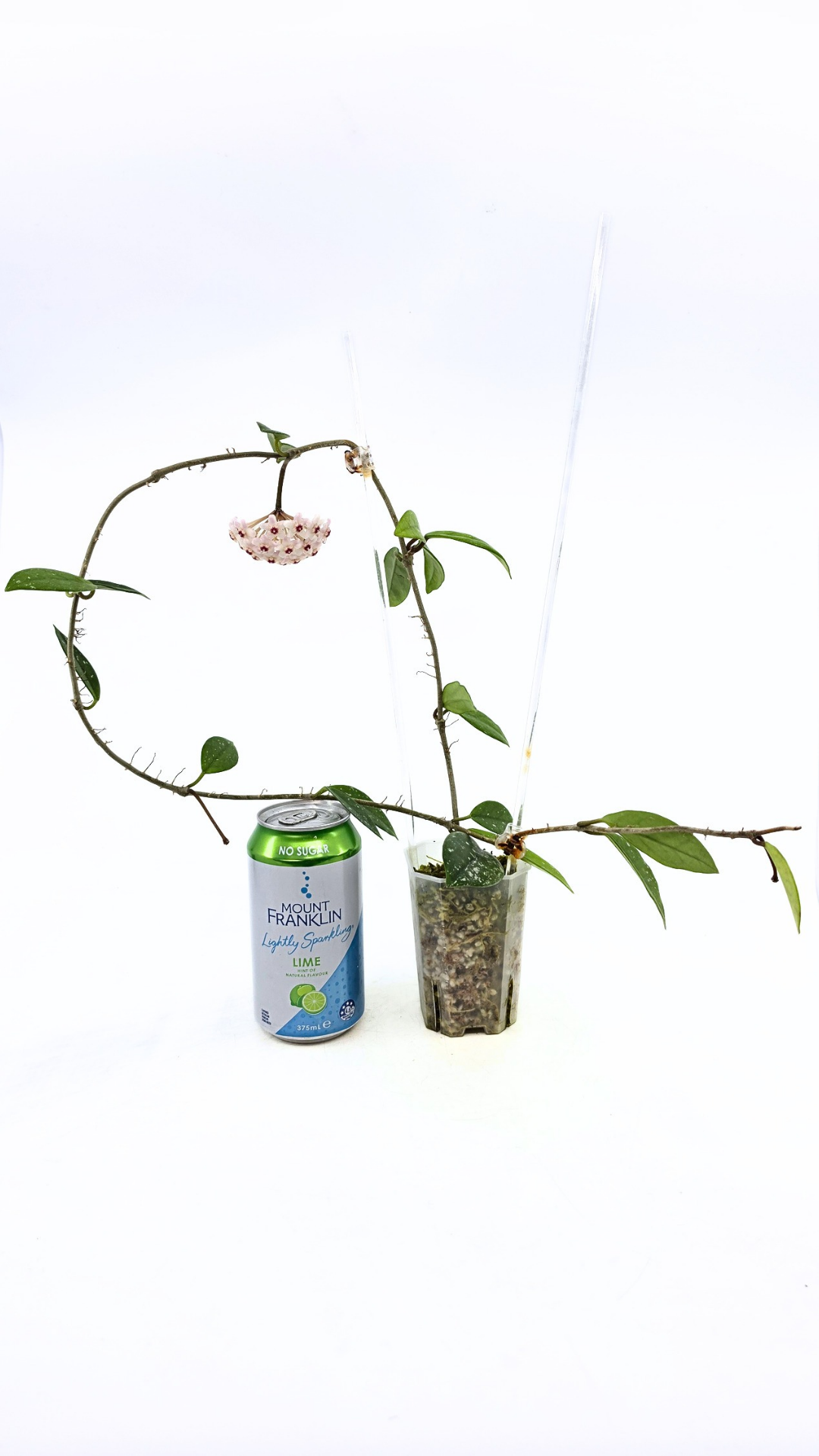 Rare indoor plant hoya wilbur graves propagated by and available for sale at rare plant shop The Leaf Gallery in Perth