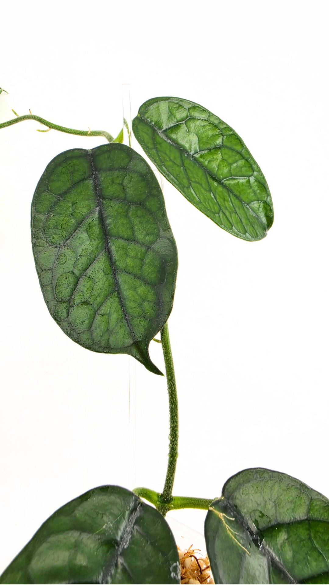 Rare waxplant Hoya Globulosa Cao Bang available for sale at rare plant shop The Leaf Gallery in Perth, Western Australia