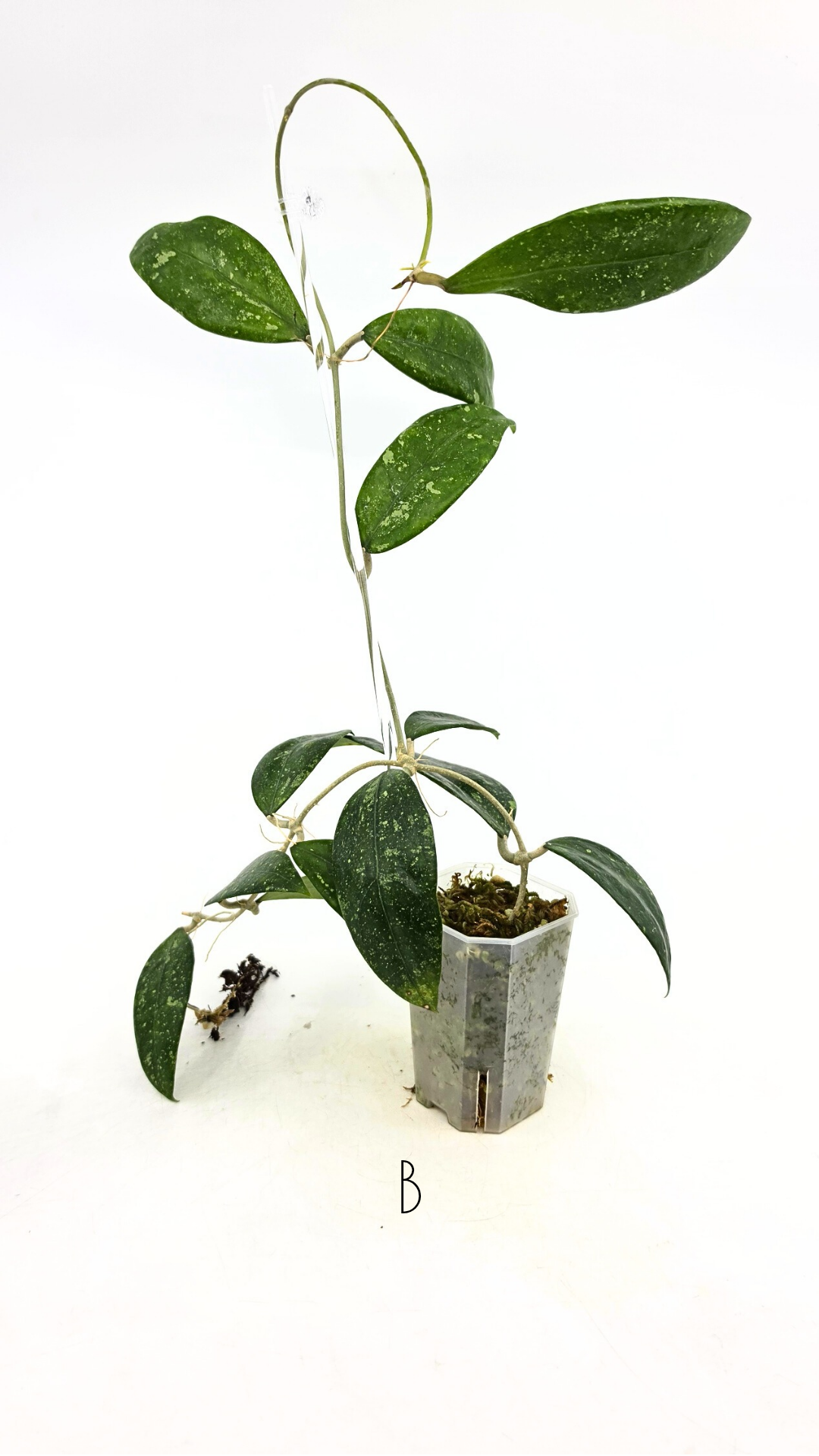 Rare waxplant Hoya Ko Chag Island available for sale at rare indoor plant shop The Leaf Gallery in Perth, Western Australia