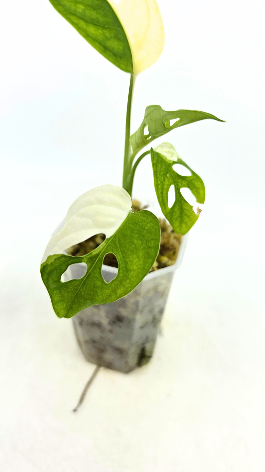 Rare indoor plant Monstera Adansonii Albo Varigated available for sale at rare houseplant shop The Leaf Gallery in Perth, Western Australia