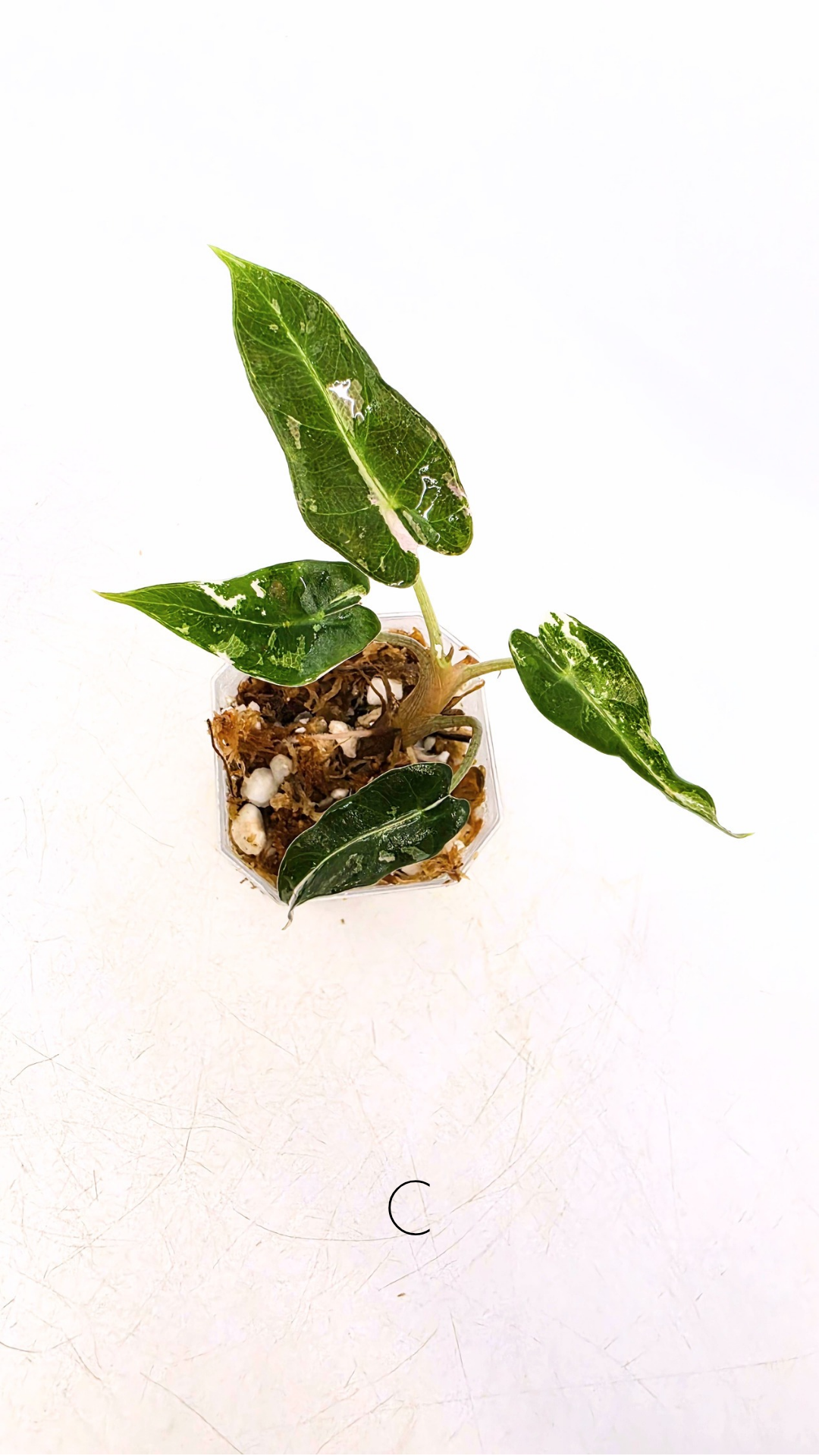 Rare indoor plant Alocasia Amazonica Bambino Pink TC plantlets available for sale at rare houseplant shop The Leaf Gallery in Perth, Western Australia