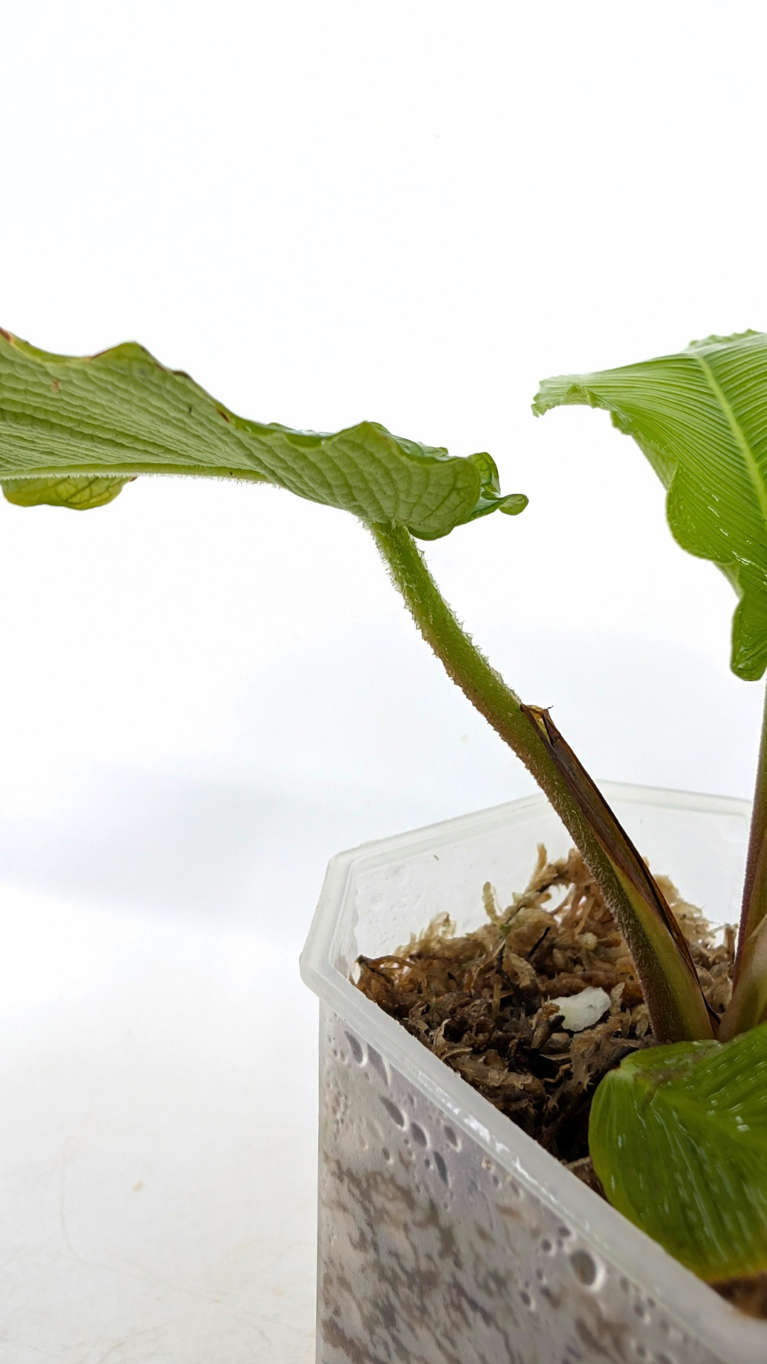 Rare indoor plant Adelonema Corrugada  available for sale at rare plant shop The Leaf Gallery in Perth, Western Australia