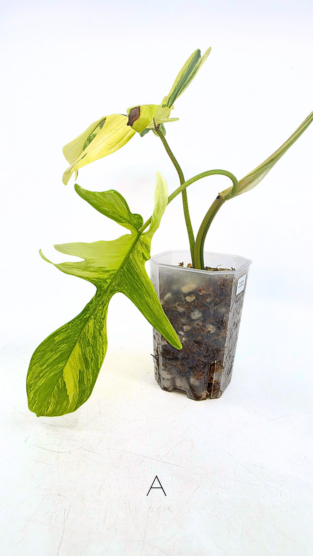 Rare indoor plant Philodendron Florida Beauty Varigated available at rare plant shop The Leaf Gallery in Perth, Western Australia