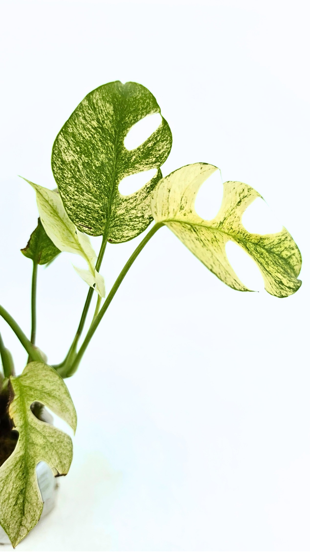 Rare indoor plant Raphidophora Tetrasperma Mint Varigated for sale by rare plant shop The Leaf Gallery in Perth, Western Australia