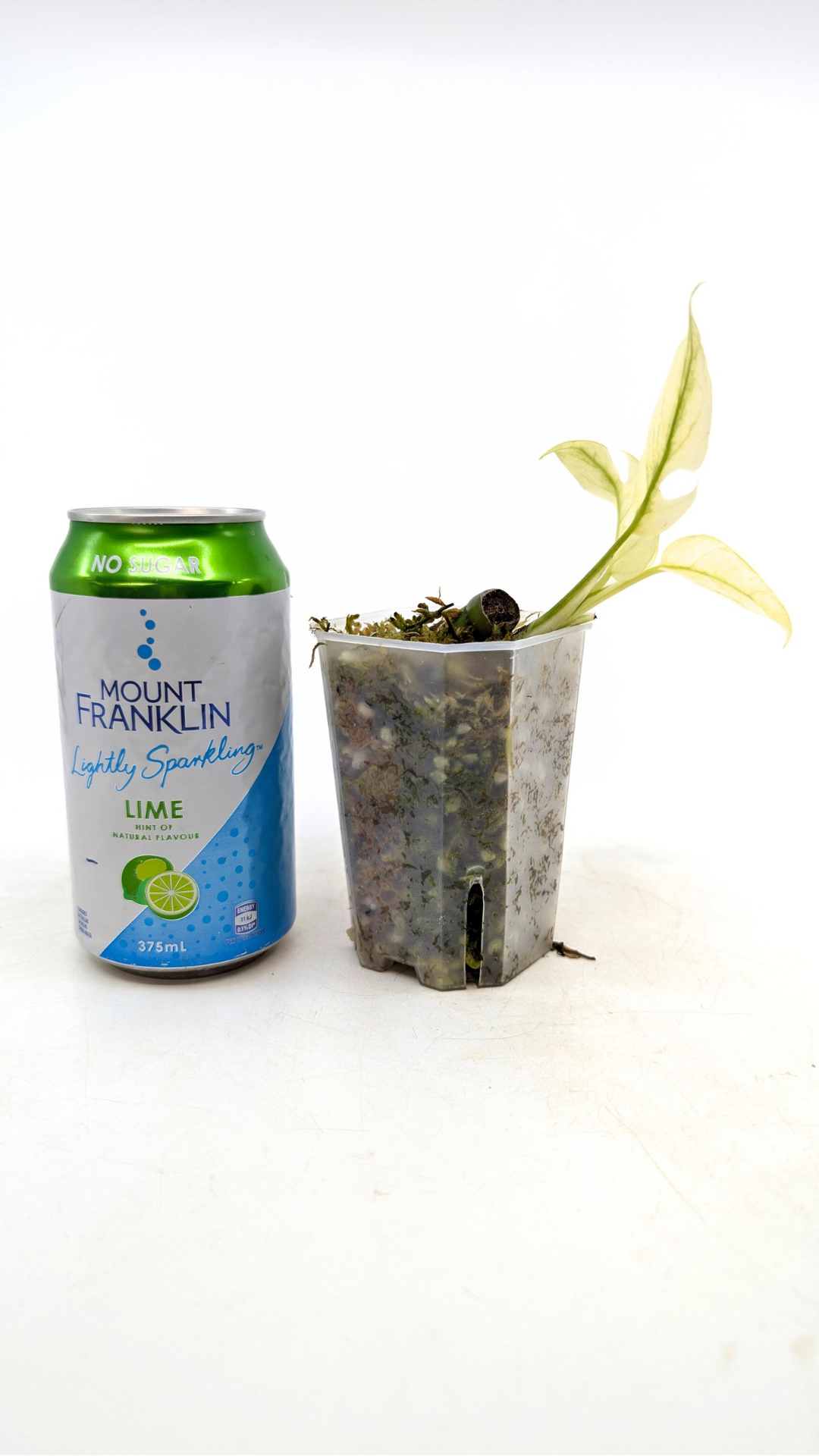 Rare indoor plant Raphidophora Tetrasperma Mint Varigated for sale by rare plant shop The Leaf Gallery in Perth, Western Australia