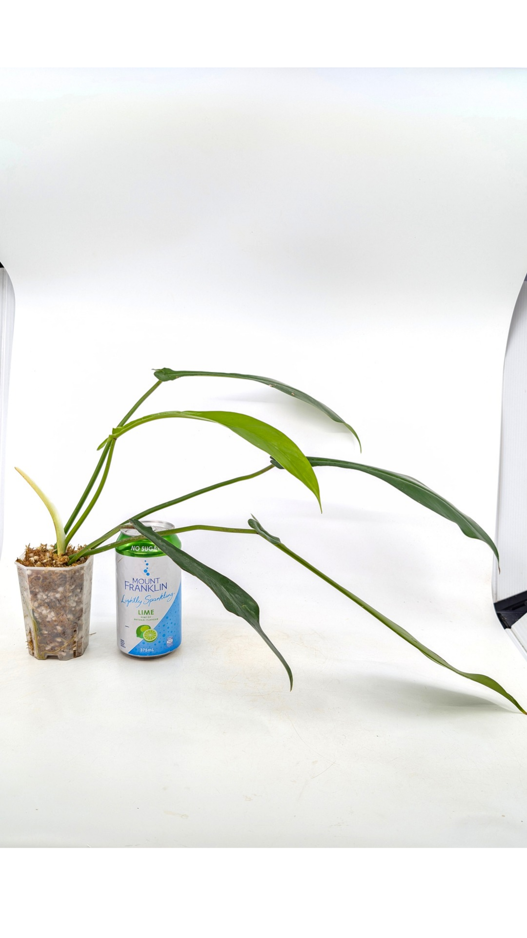 Rare plant Philodendron Joepii available at rare plant shop The Leaf Gallery in Perth, Western Australia