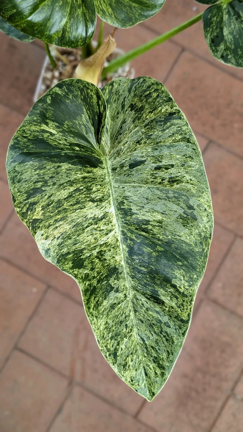 Philodendron Giganteum Blizzard Varigated  The Leaf Gallery