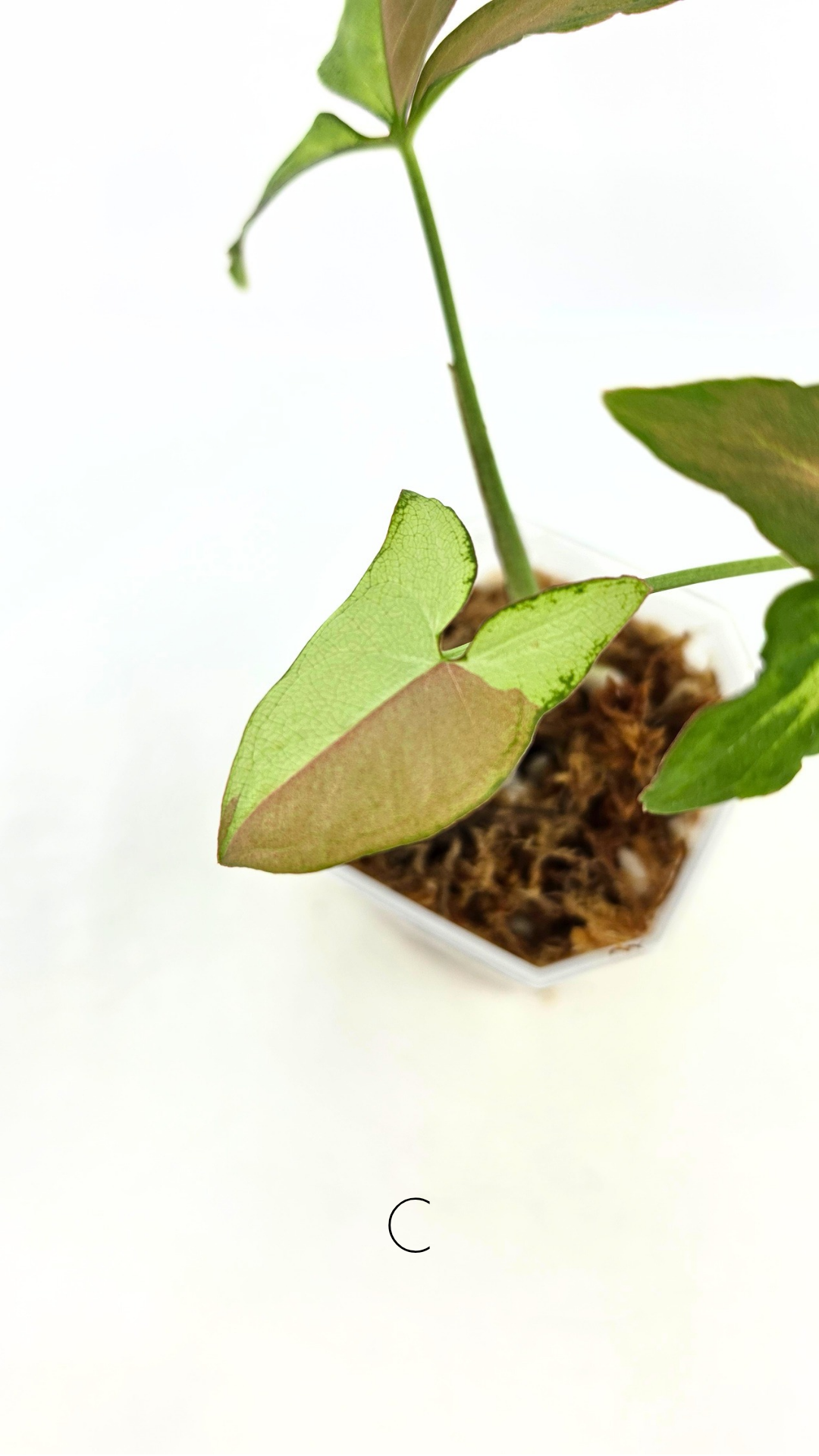 Rare indoor plant Syngonium Redspot Tricolour available for sale at The Leaf Gallery in Perth, Western Australia.