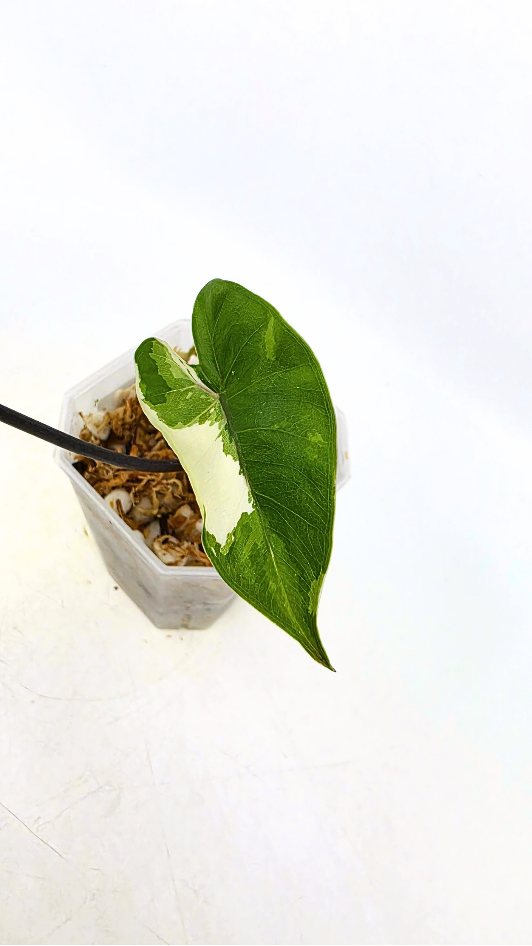 Rare indoor plant Alocasia Macrorrhiza Black Stem Variegated from The Leaf Gallery in Perth, Western Australia