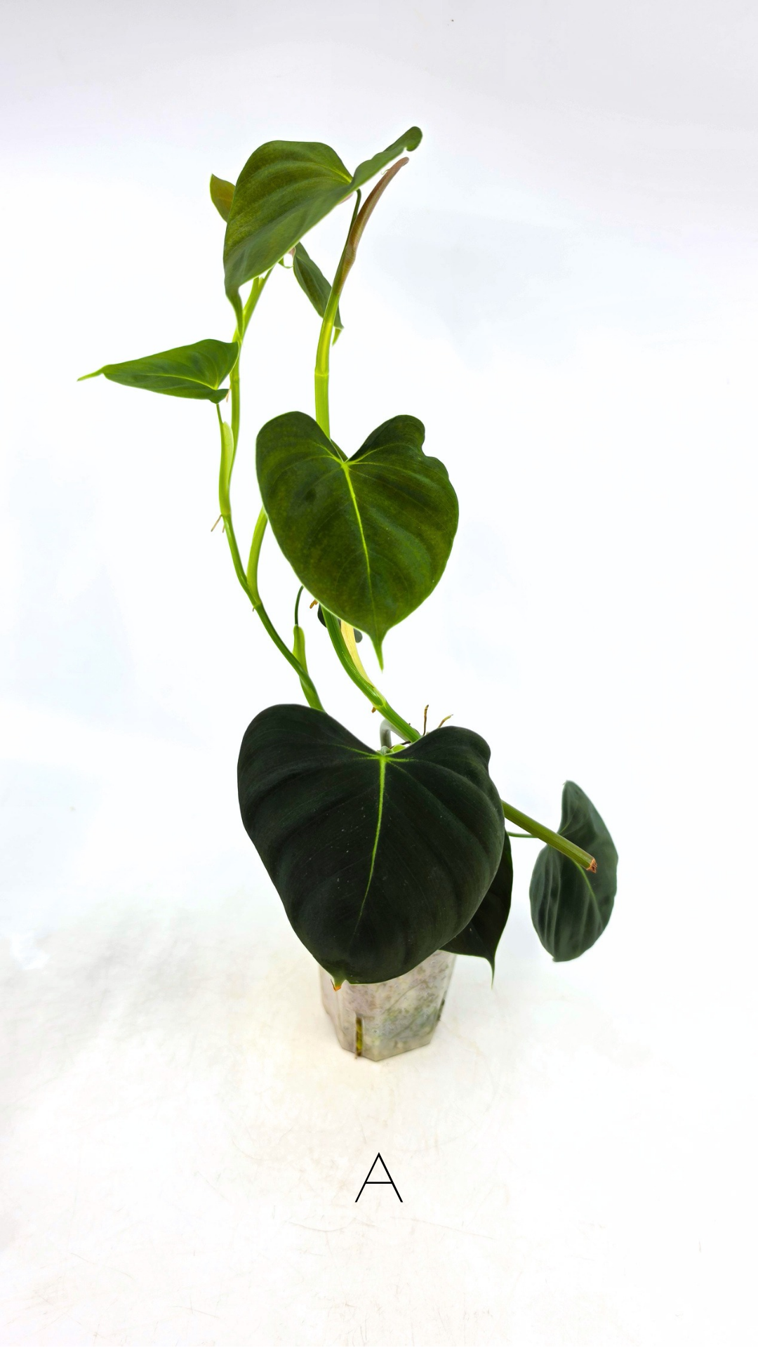 Rare indoor plant Philodendron Lupinum available for sale at rare house plant shop The Leaf Gallery in Perth, Western Australia