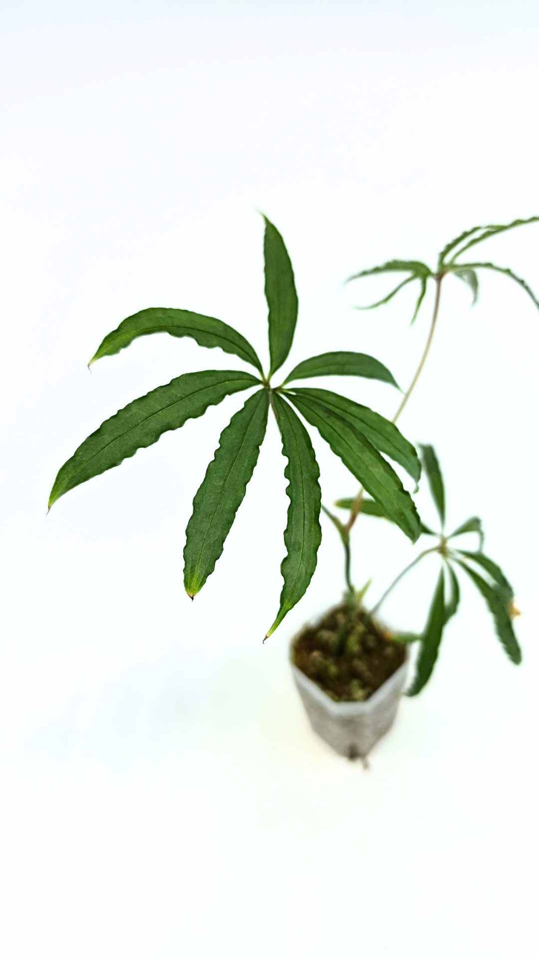 Hard to find vining house plant Anthurium Polystictum available for sale at rare plant shop The Leaf Gallery in Perth, Western Australia.