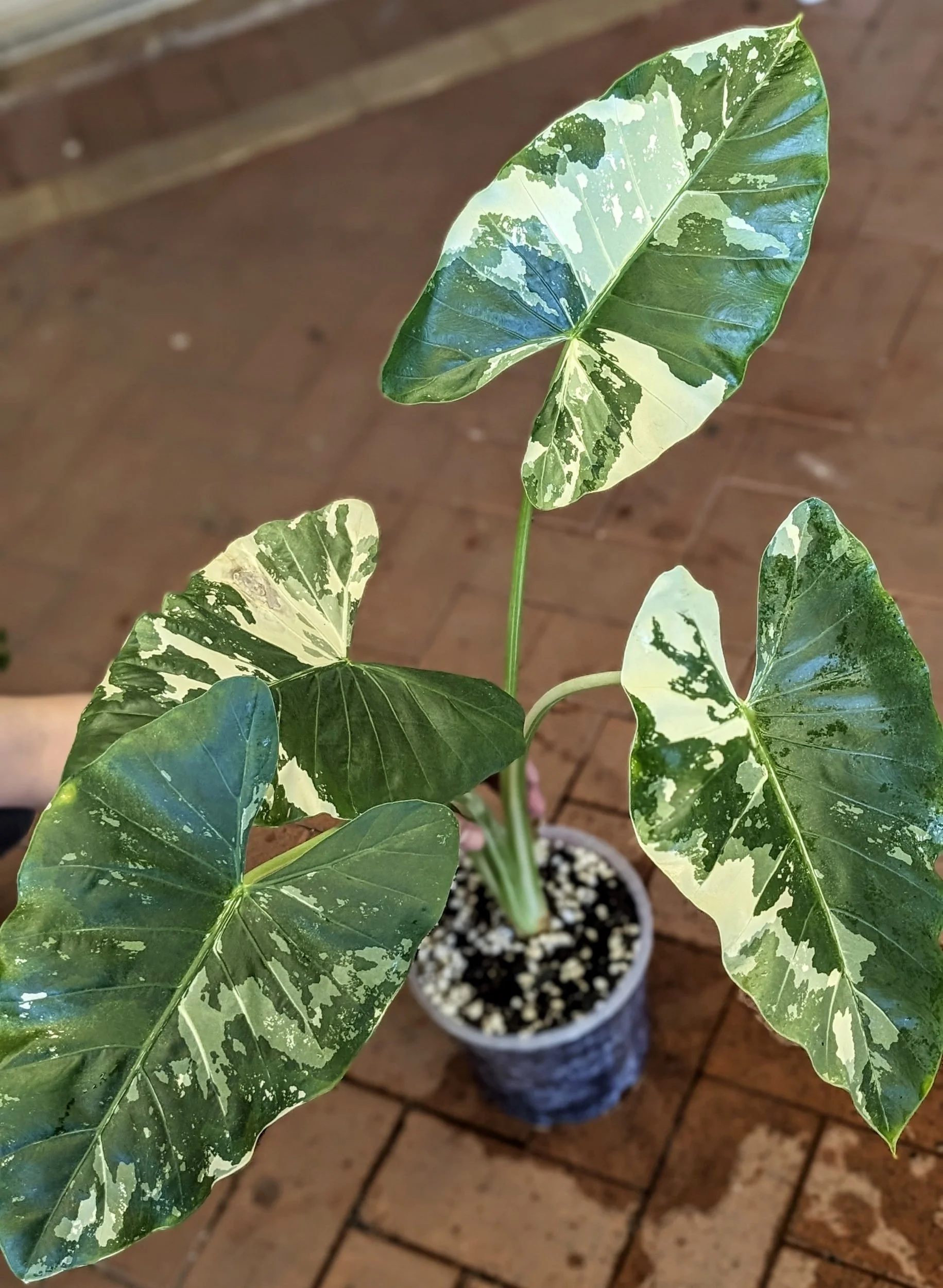 indoor heart shaped plant Philodendron Cordatum (Green Heart Leaf) – In Succulent Love main image 1